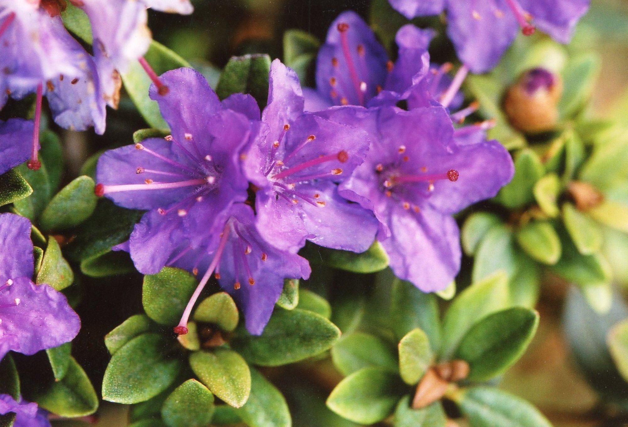 Drenaažikaevu varjamiseks rajatud turbapeenart ehivad rododendronid ja rabarber