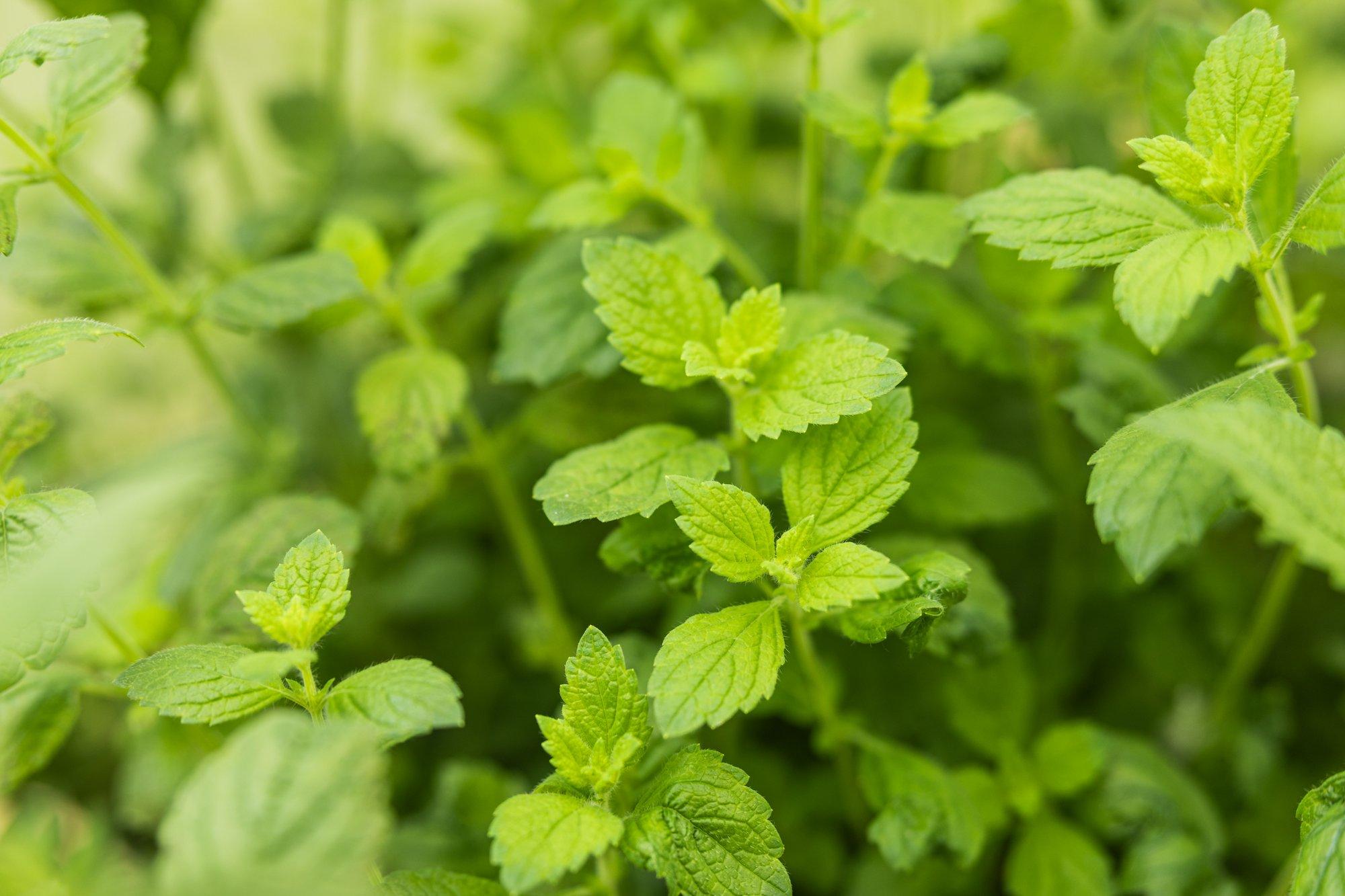 Sidrunmelissi kasvatamise ja kuivatamise nipid, et saada eriti aromaatne tee