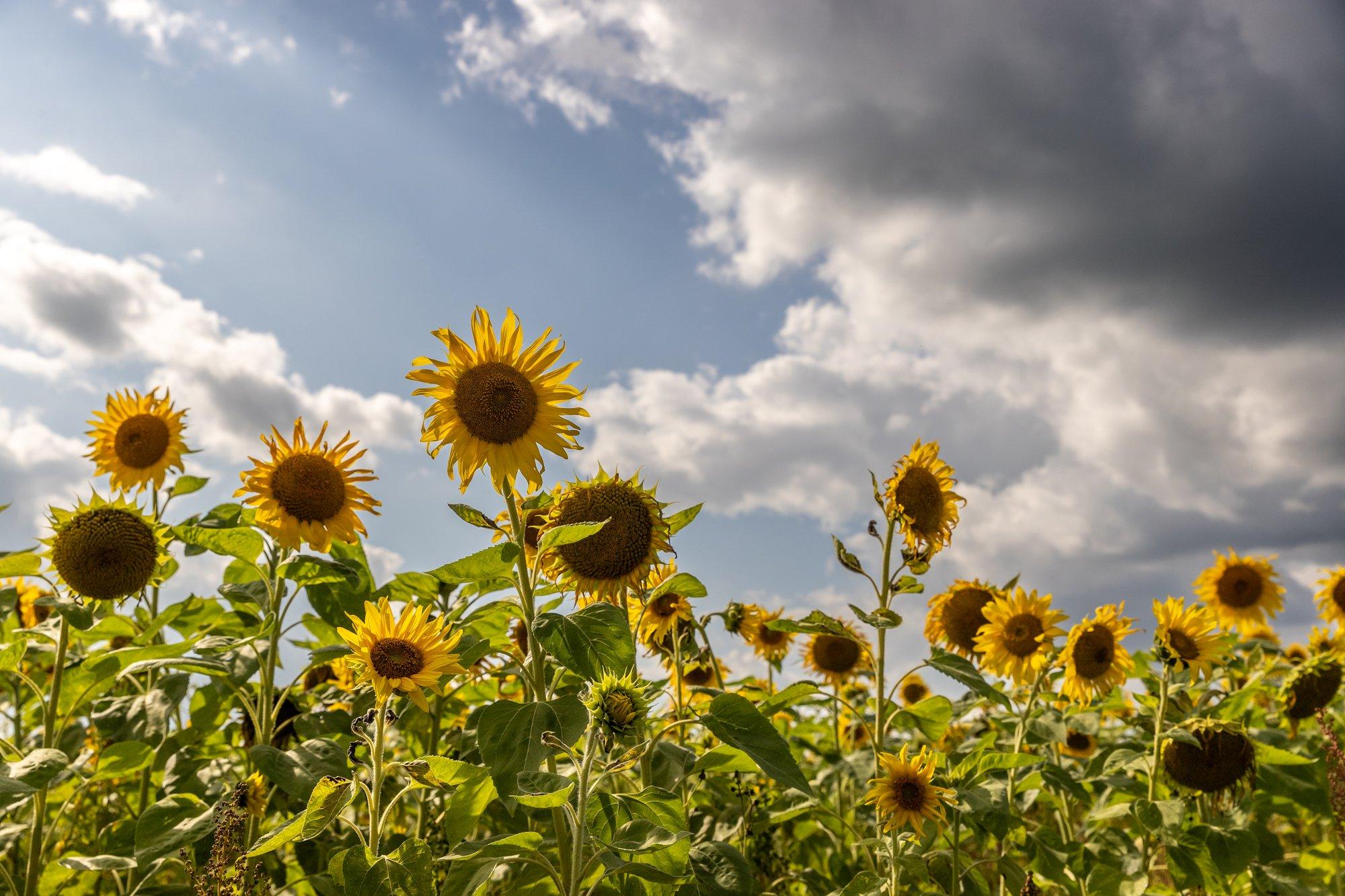 VIIMANE VÕIMALUS | Kas aprilli kuumarekord saab ületatud? Ennusta, mis ilm suvel tuleb!