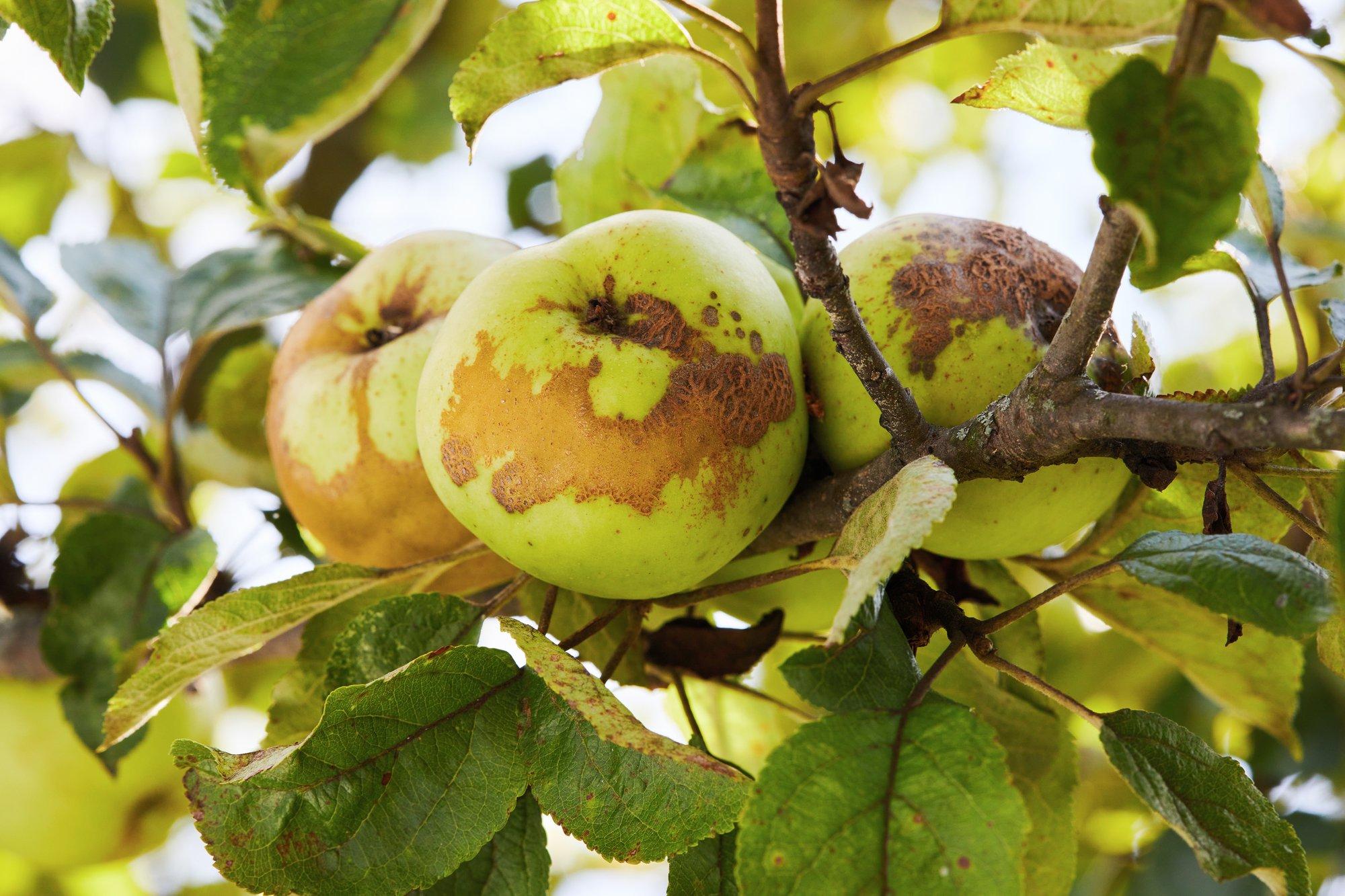 Õunakasvatajad maadlevad keeruliste ilmaoludega. Milliseks kujuneb tänavune õunasaak?