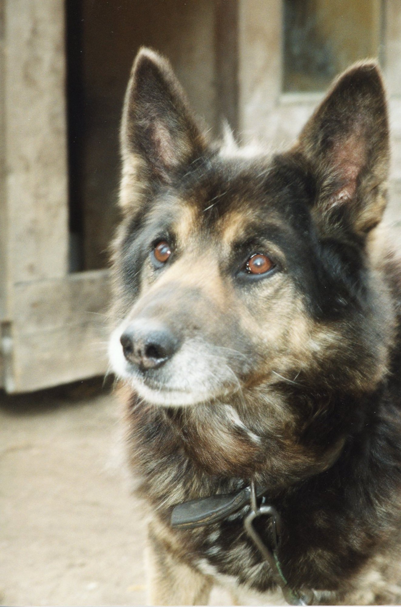 Kas ta ongi nüüd rauk? Mõne koera vanaduspõli saabub juba viieaastaselt