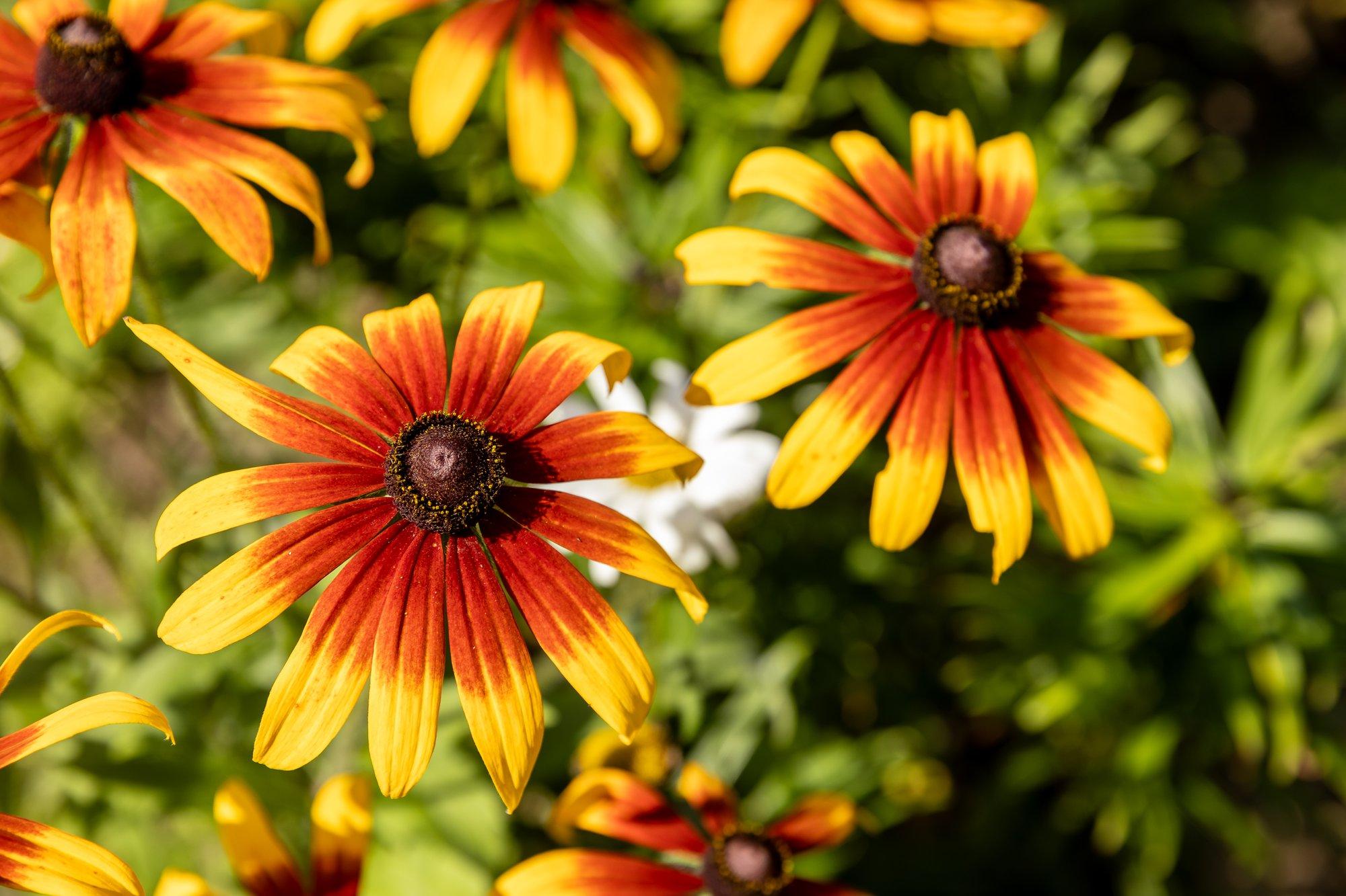 15 püsilille, mis sobivad nii päikselisele, varjulisele, kuivale kui ka niiskele kohale