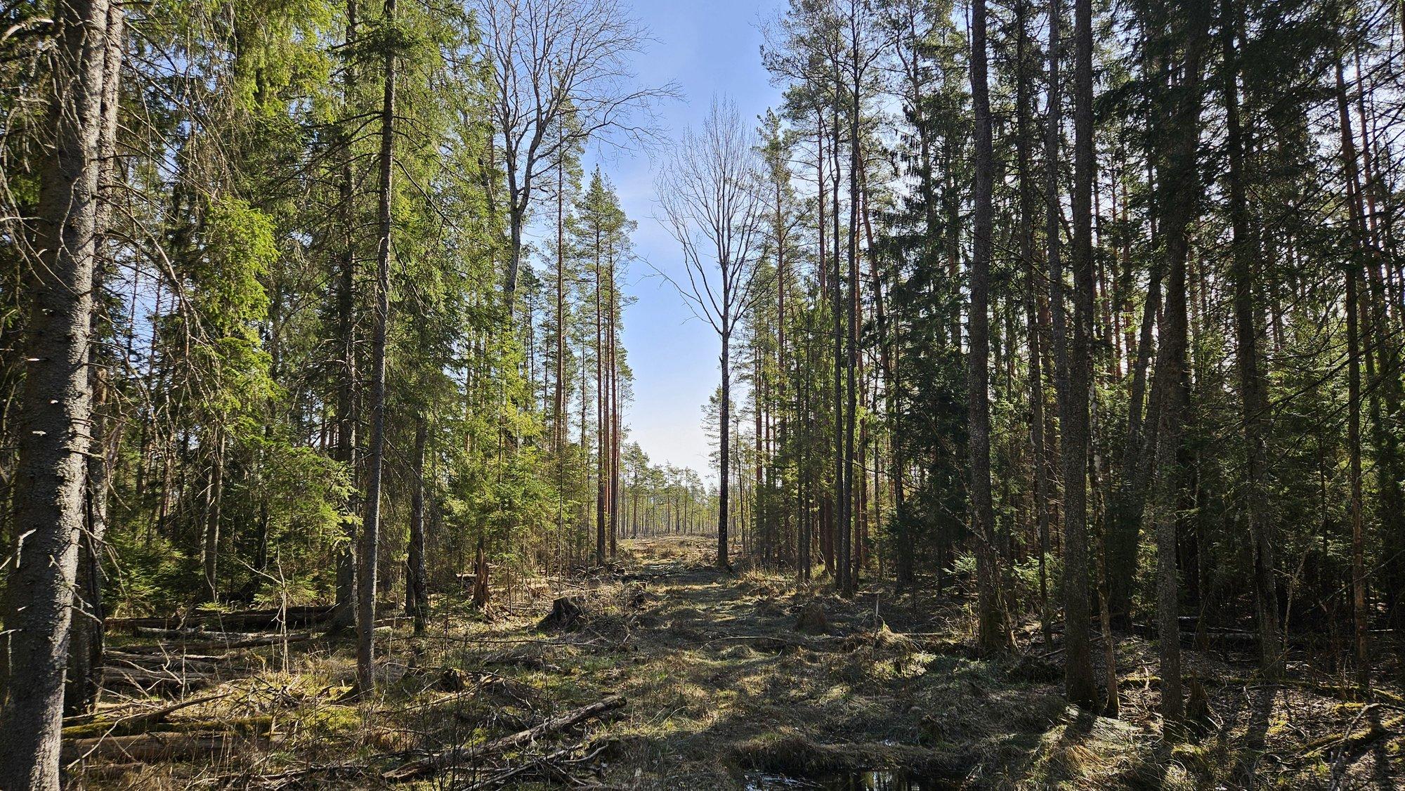 Mis saab Meenikunno rabast? RMK selgitab soode taastamise plaane