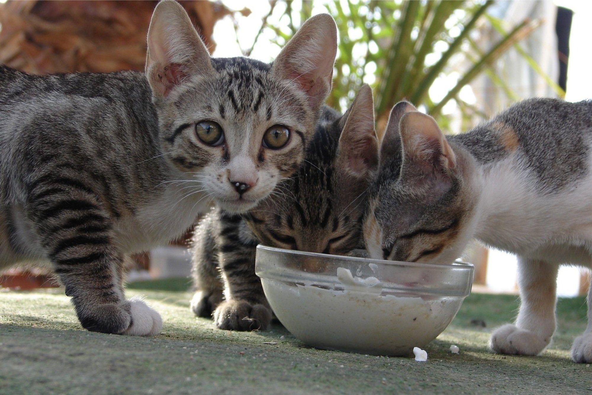 Loomaarst: paljud tänavaloomad tasuks kohe magama panna, aga head inimesed ei luba. Kaasame emotsioonitu tehisaru!