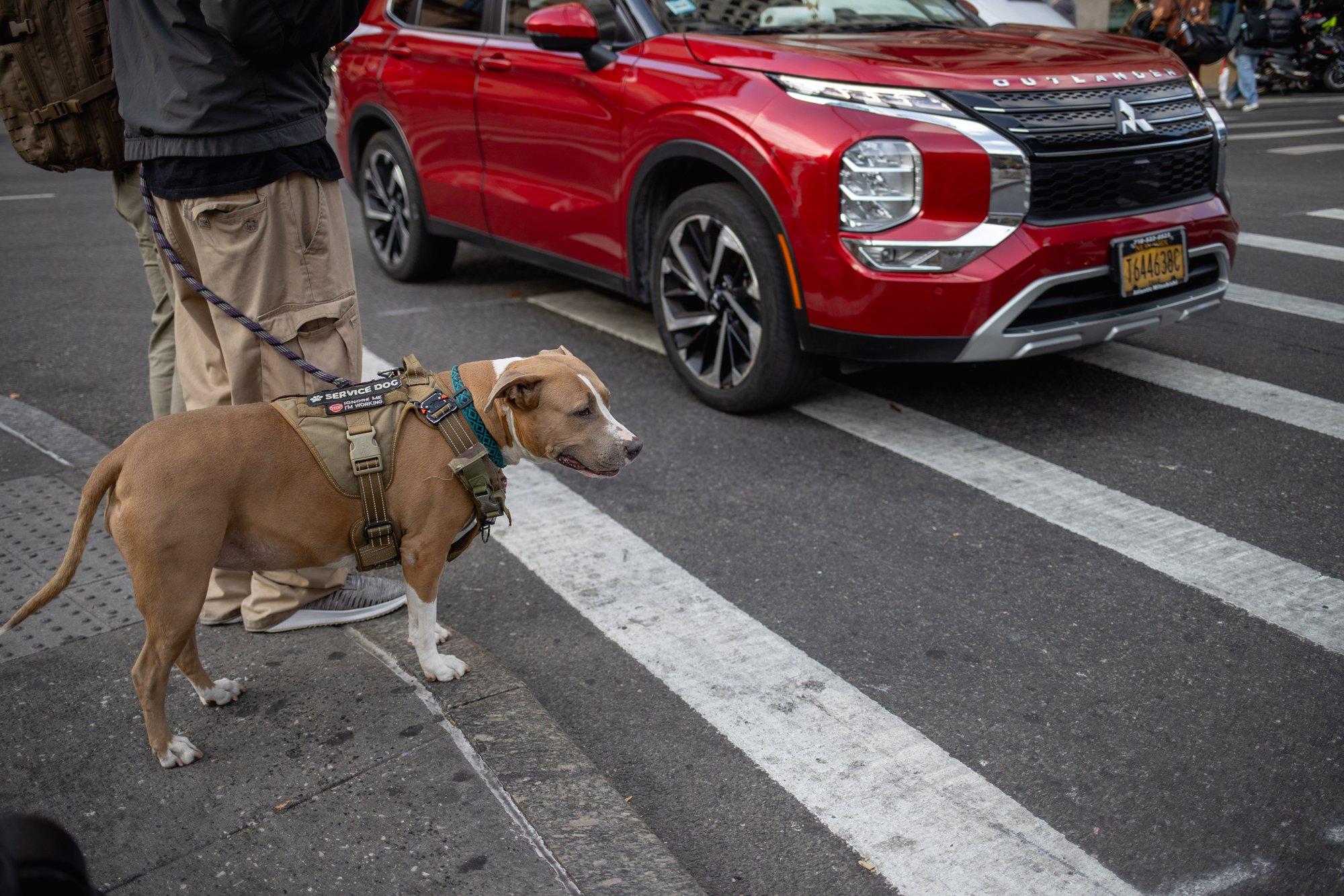 Soovitused Euroopas seiklejale: Koerasõbralikud puhkusekohad, kuhu neljajalgne sõber kaasa võtta