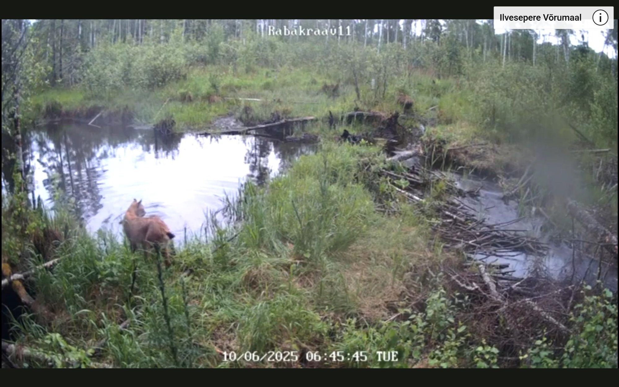 VIDEO | Rajakaamera jäädvustas ilvese ja kopra põneva kohtumise