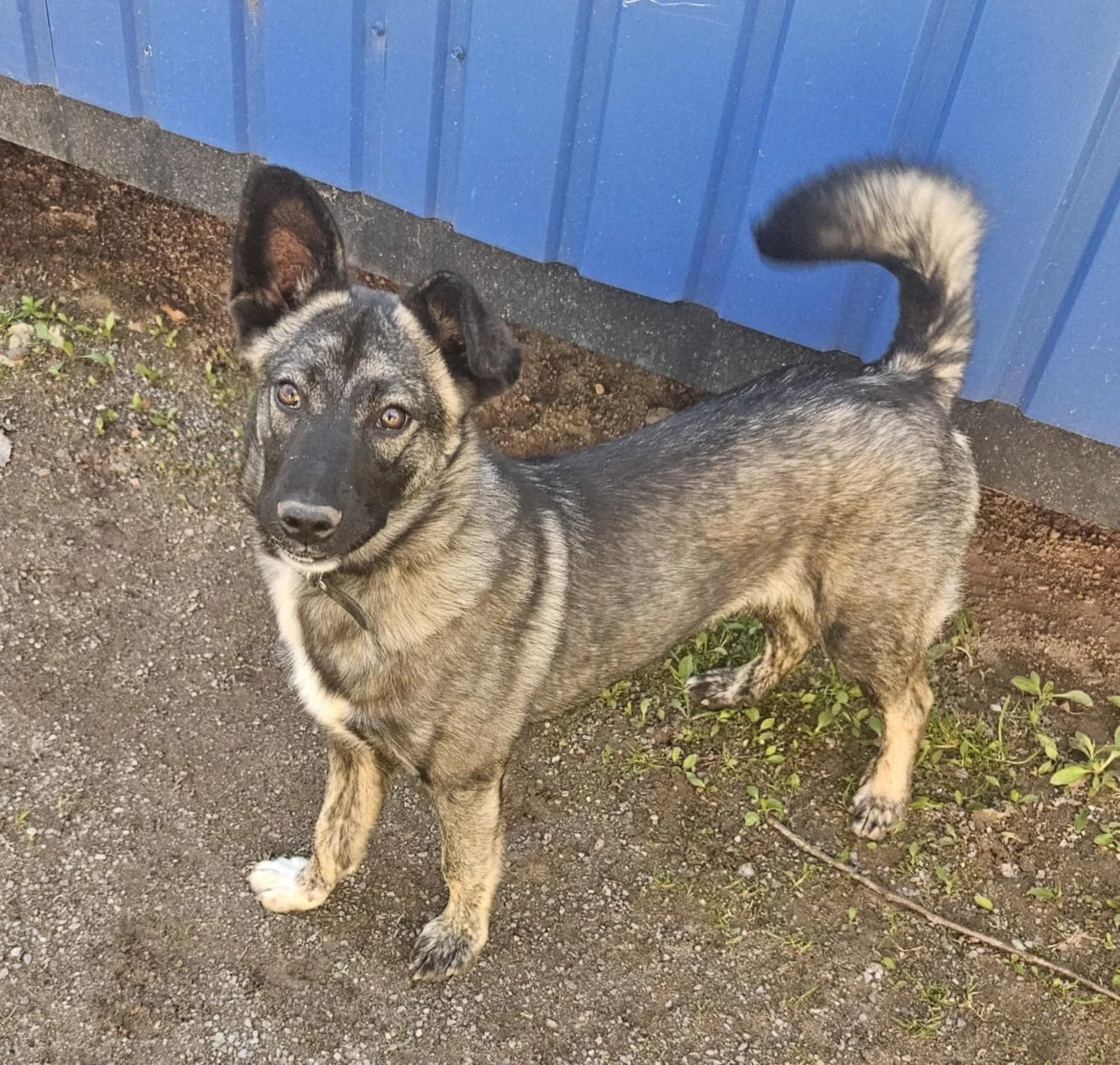 TAHAKS KOJU | Mäng on väikese koera töö – ja Dilbert teab seda!