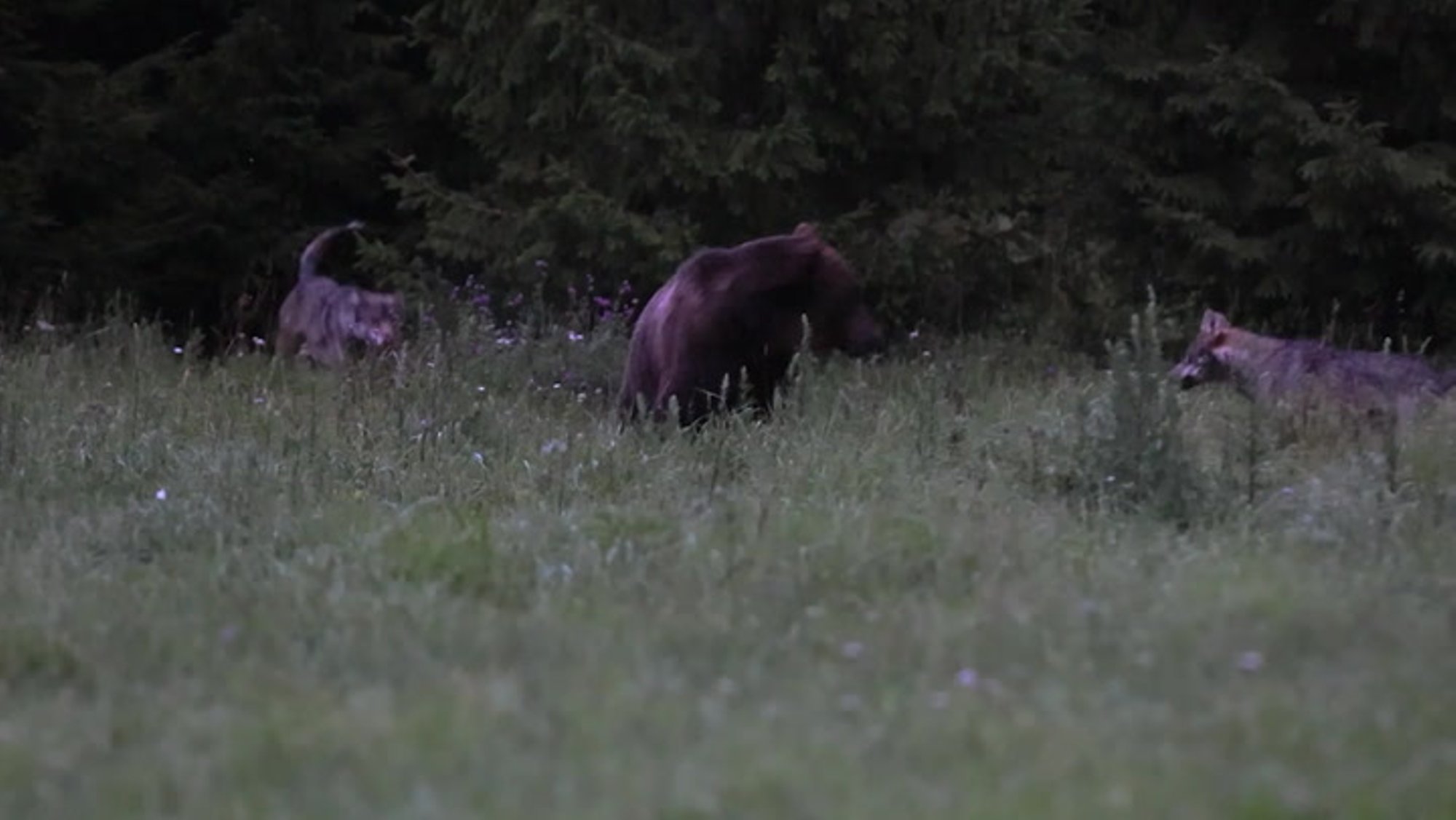 Kuidas mäger hundile tuule alla tegi. Kriimsilm, karuott ja rebane tembutasid kaameratele õige lähedal