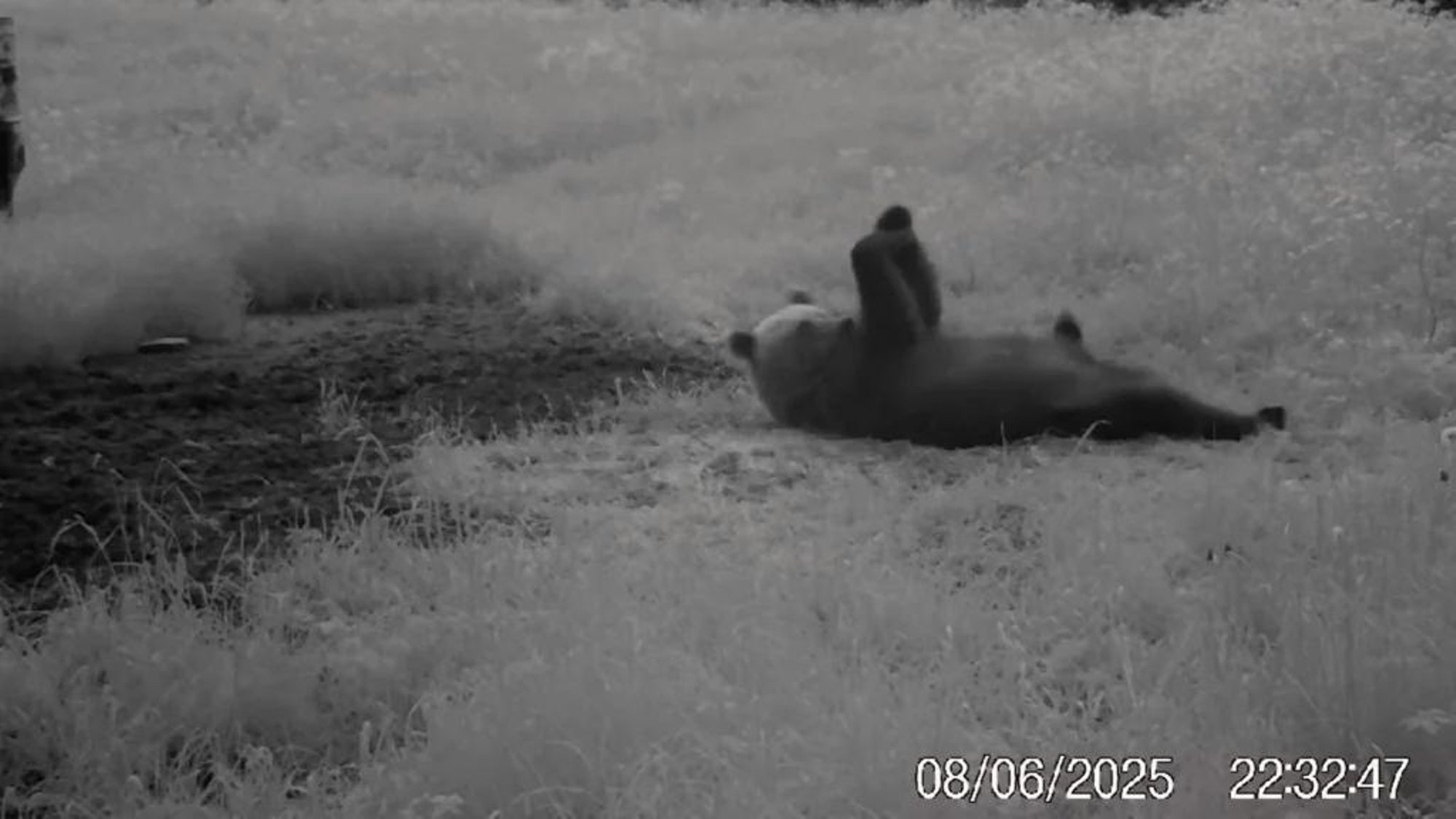 VIDEO | Harjumaal jäi rajakaamerasse võimlev karu