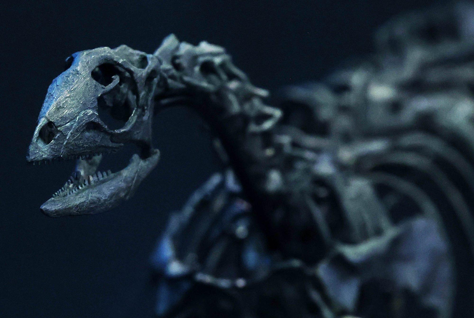 Koerasuurune ja jooksis kiiresti: teadlased avastasid uue dinosauruse liigi