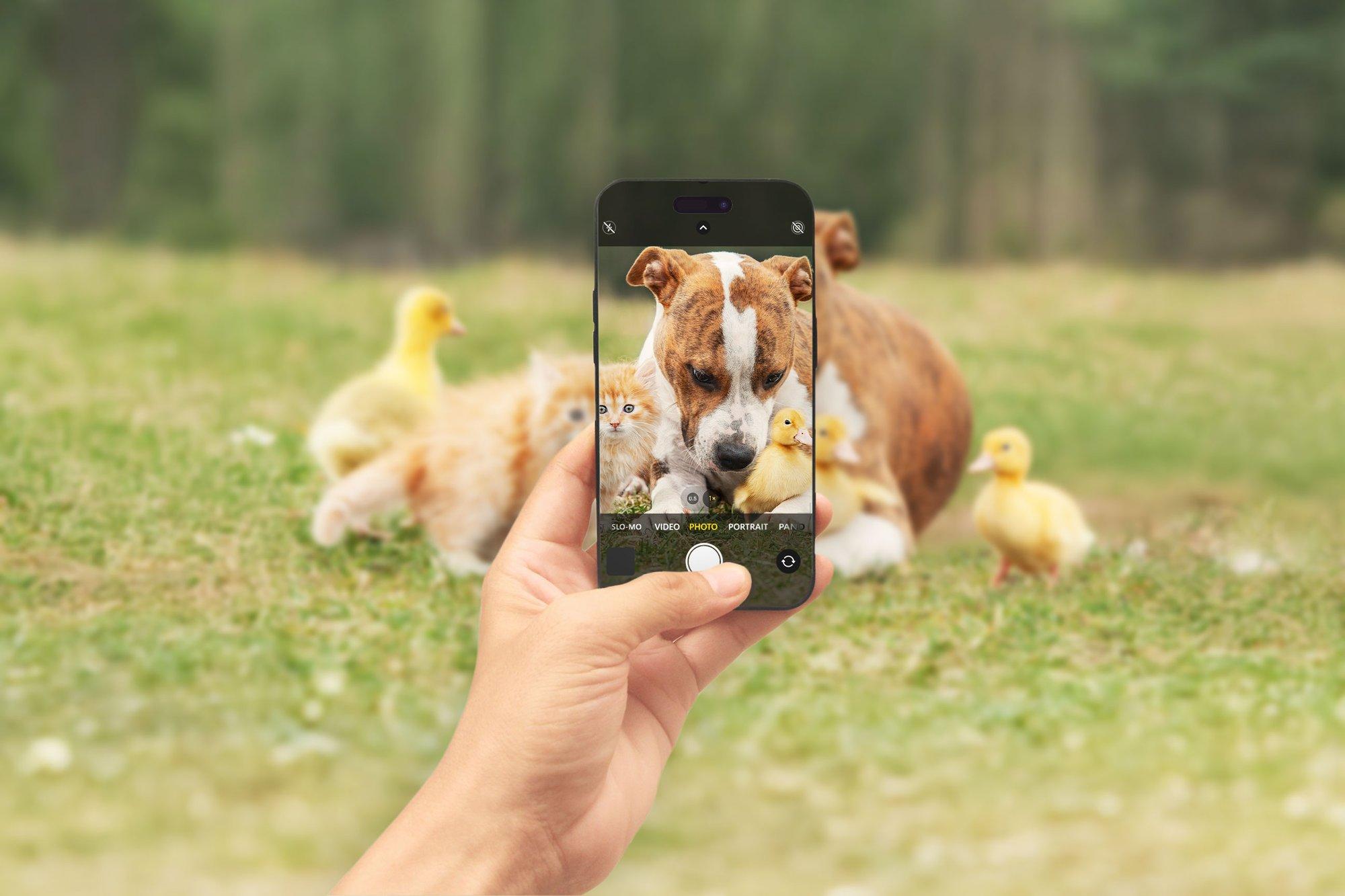 FOTOVÕISTLUS | Osale Suve Lemmikloom 2025 konkursil: jäädvusta lõbusad hetked oma lemmikloomaga ja võida auhind!