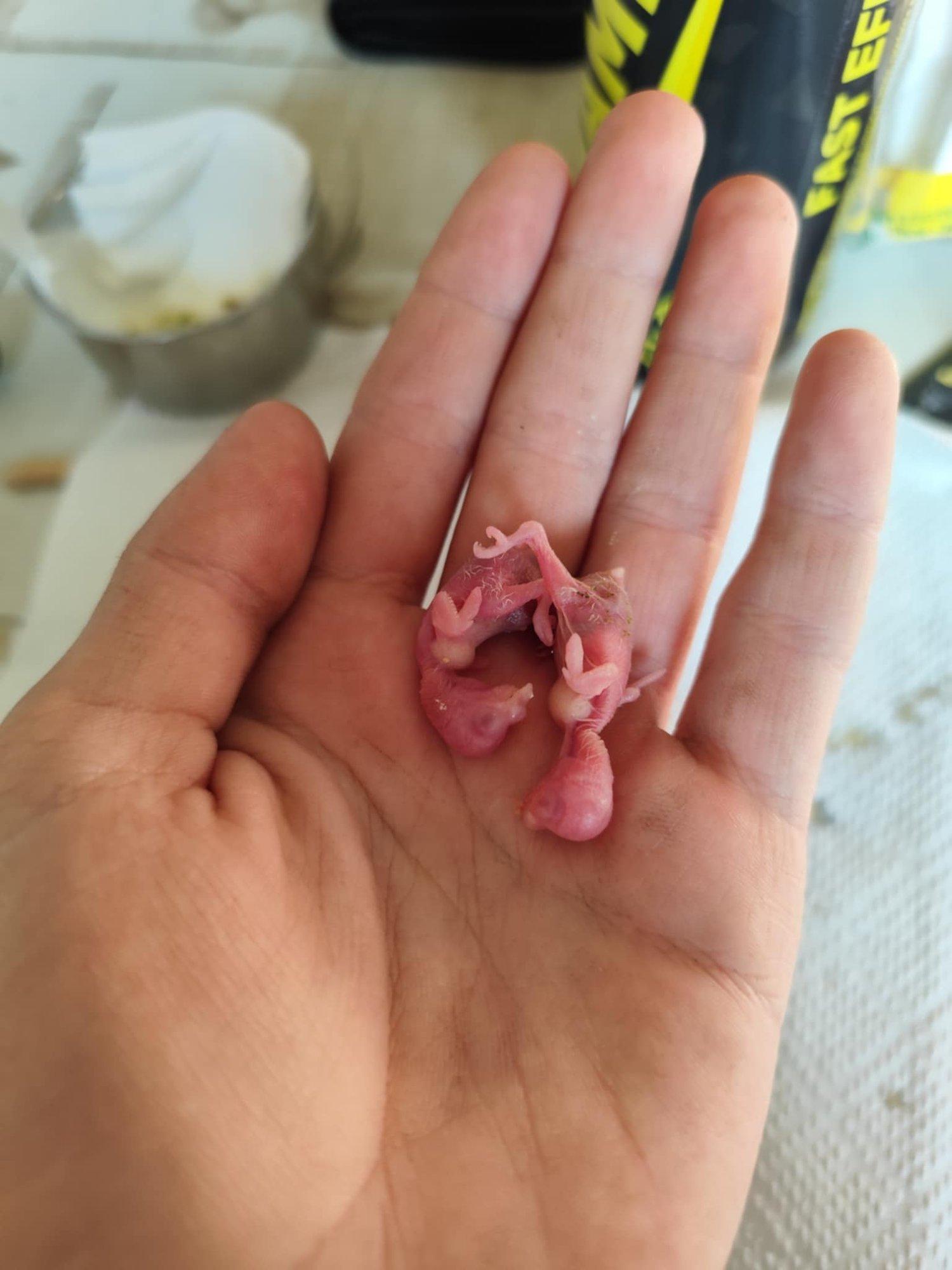 VIDEO JA FOTOD | Kaheksanda klassi poisist sai kasuvanem, orvukestel jääb peopesal ruumi ülegi!