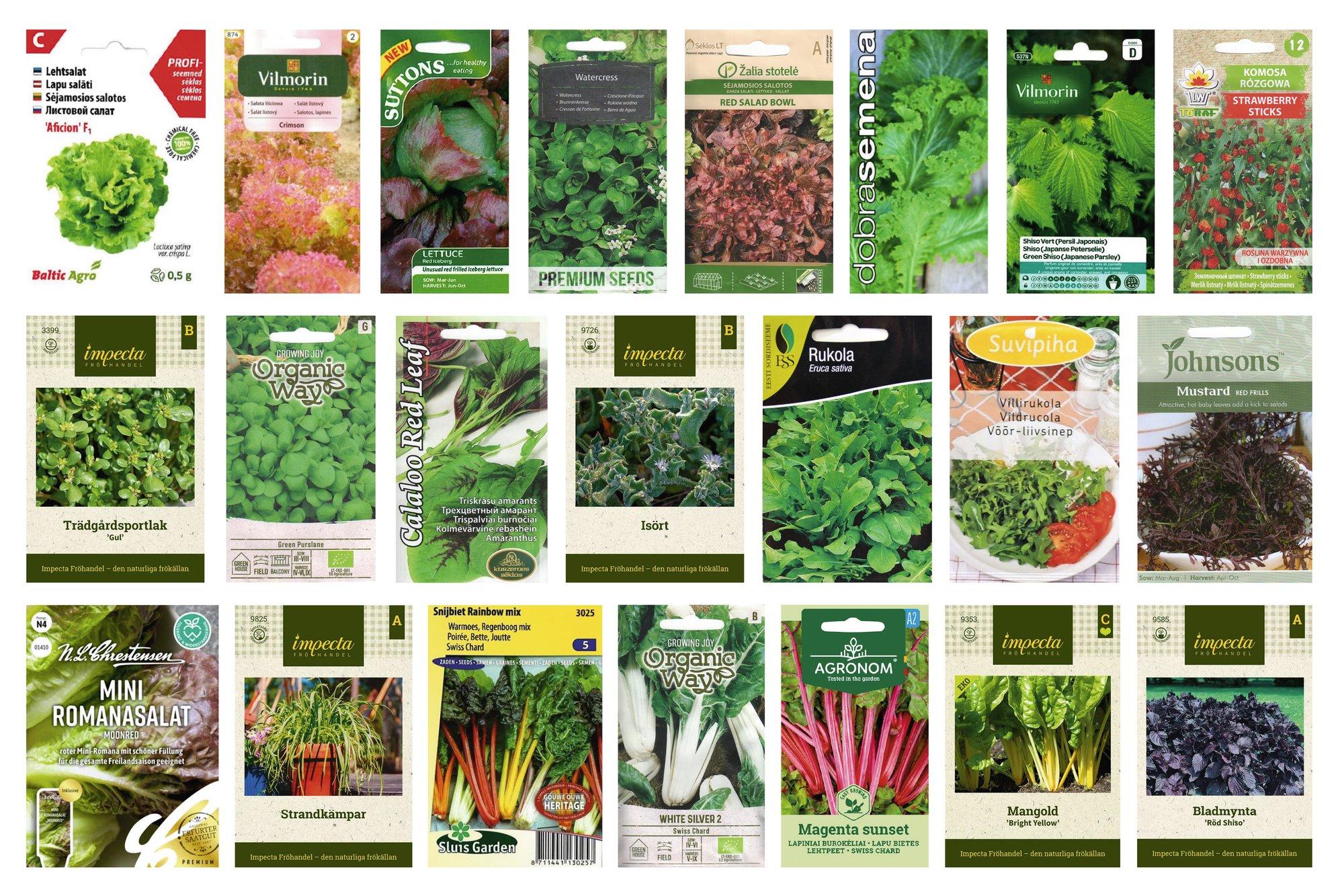 Tee omale värviline salatipeenar, Eva Luigas soovitab huvitavaid sorte! Lisatud Thuni külvikalender
