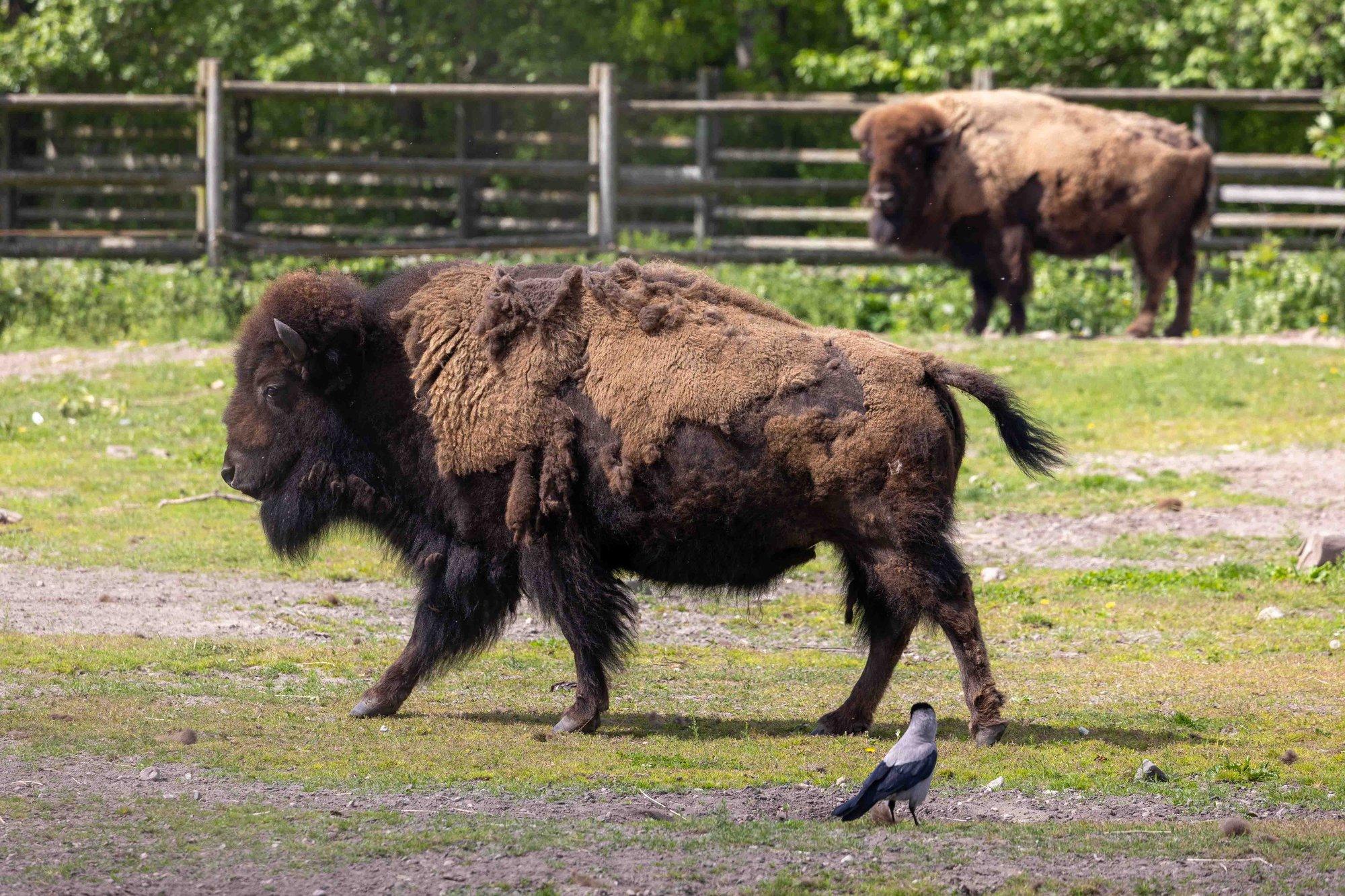 FOTOD | Päikeselisel nädalavahetusel käis Tallinna loomaaia asukaid vaatamas ohtralt külalisi