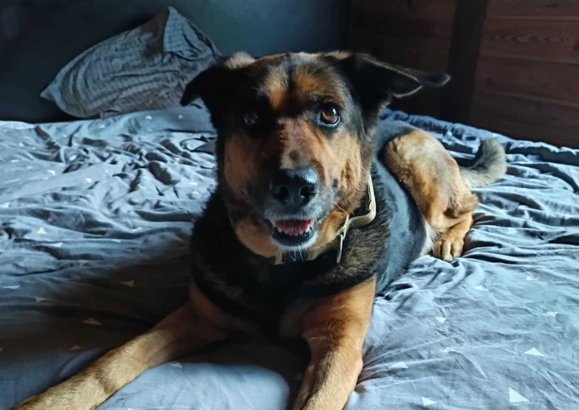 Sõbralik koer hüljati tiheda liiklusega maanteele