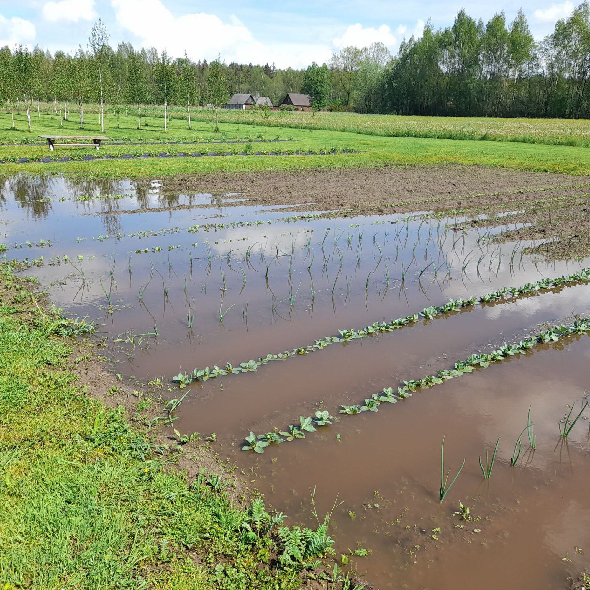 VIDEO | „Kartulid lihtsalt hulpisid põllul vee sees.“ Kagu-Eesti põllumehed on hädas suurte üleujutustega
