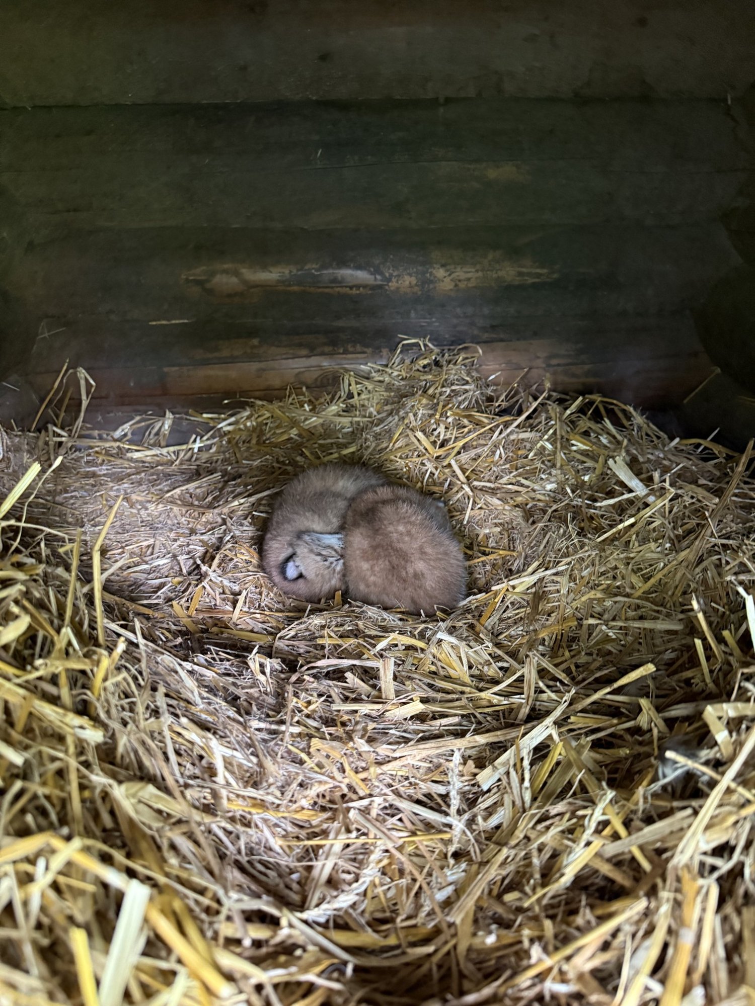 Elistvere loomapargi asukatel sündis pisipere, keda näeb vaid hiilides