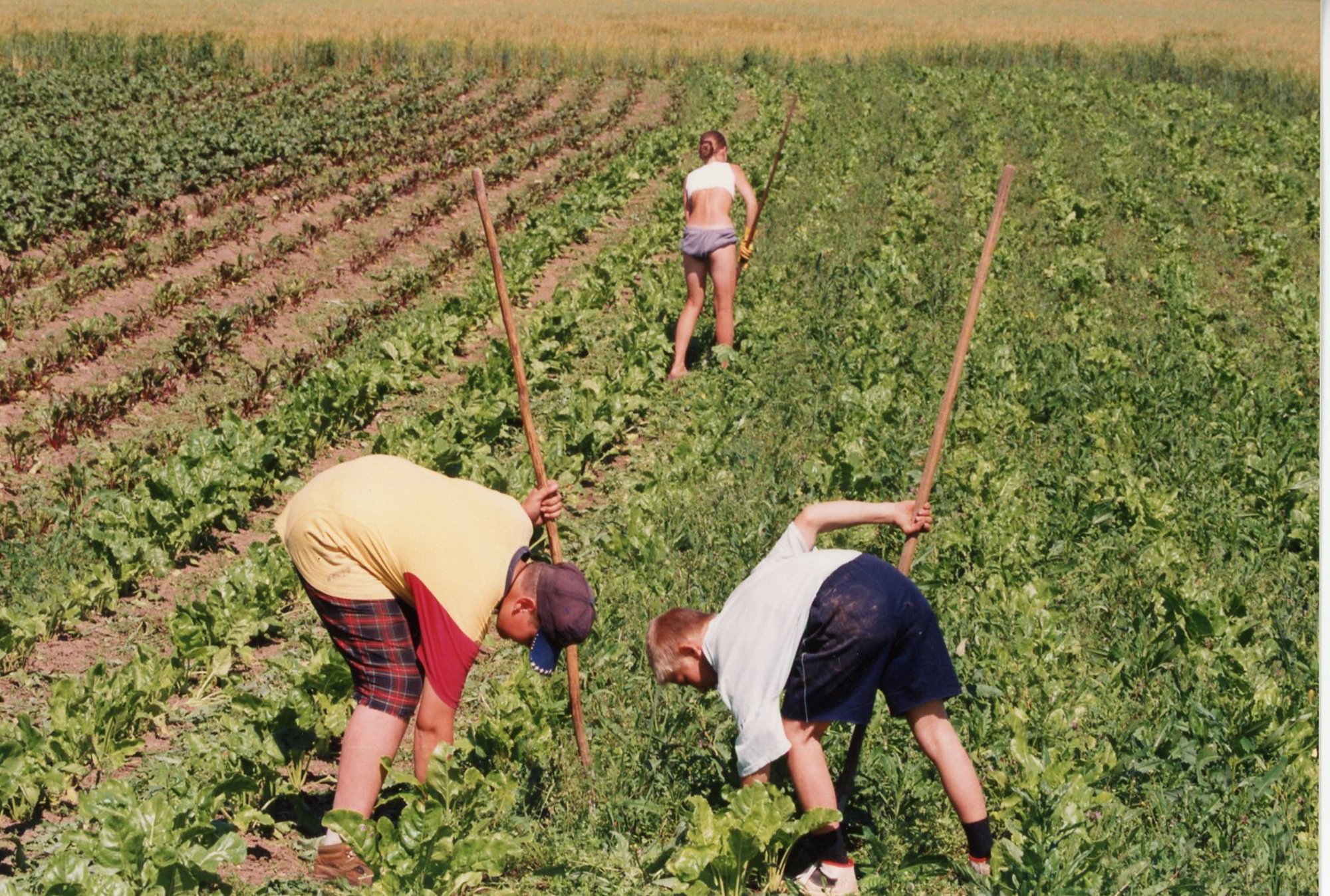 LUGEJA KÜSIB | Kas lapsevanema luba on oluline, kui alaealine tahab tööle minna?