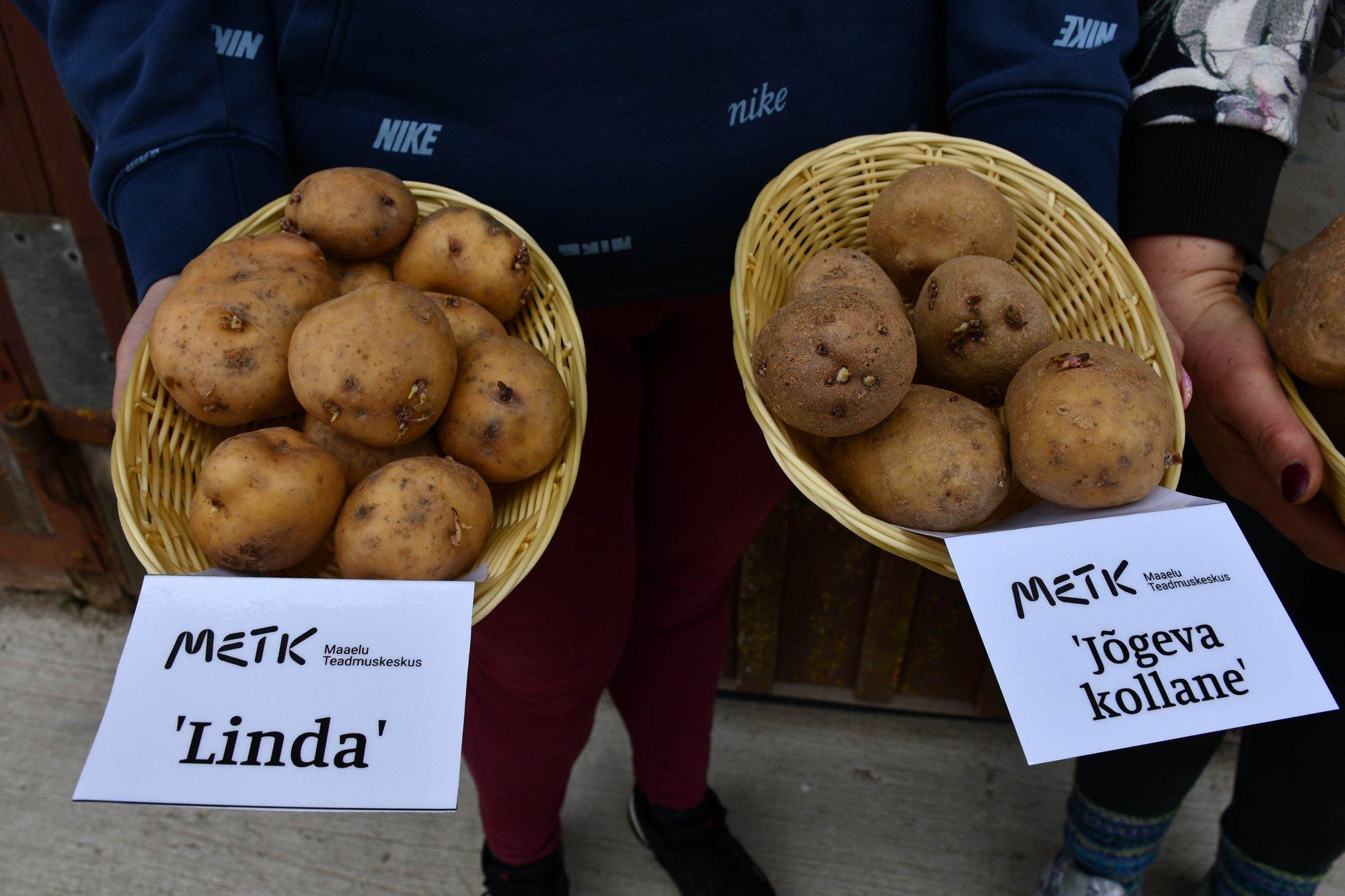 Hüvasti, ’Jõgeva kollane’ ja ’Laura’: uus kodumaine kartulisort ’Joosep’ tõotab tulla menukas