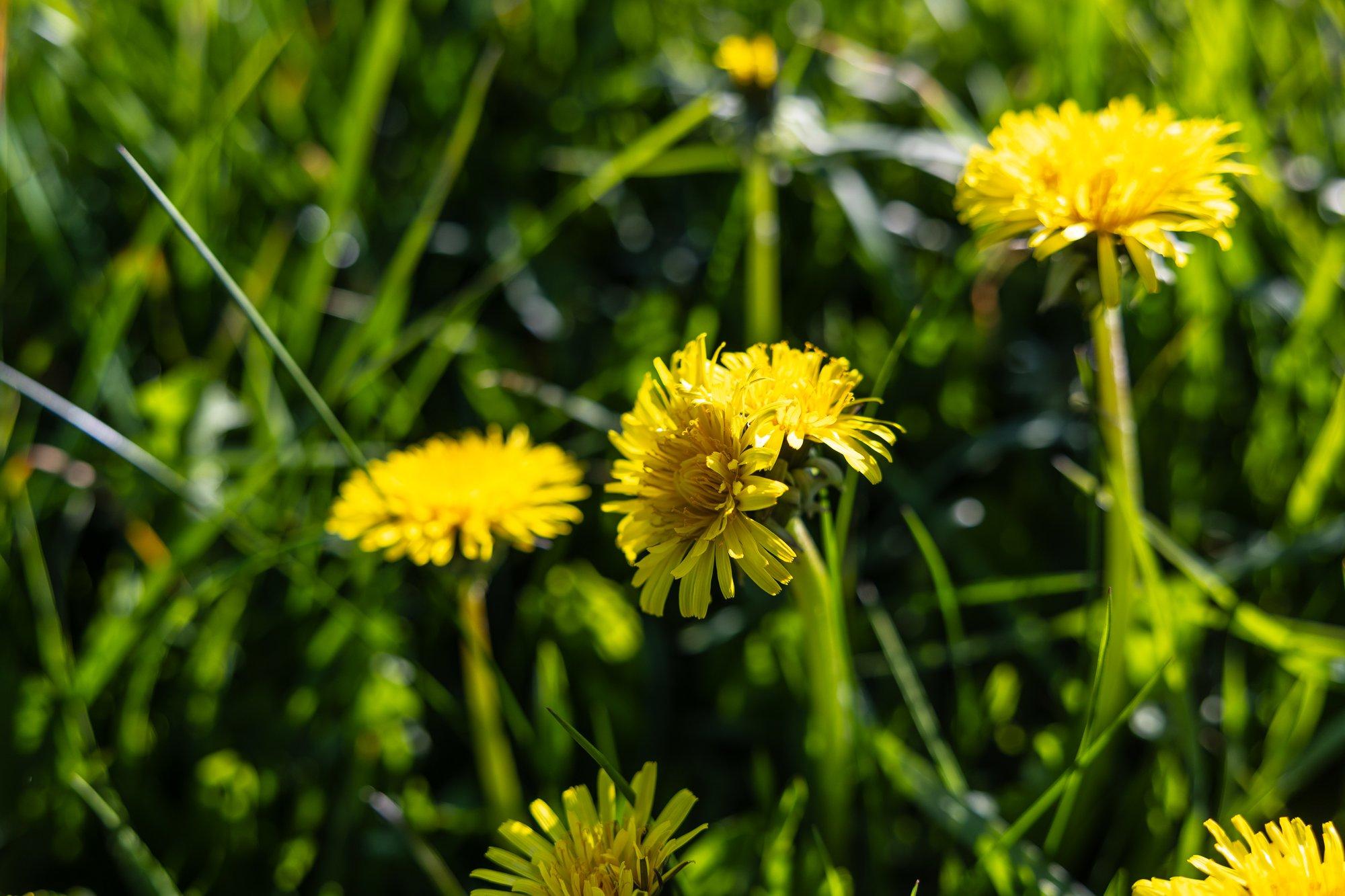 Teadlased uurivad võilille võimalikke raviomadusi