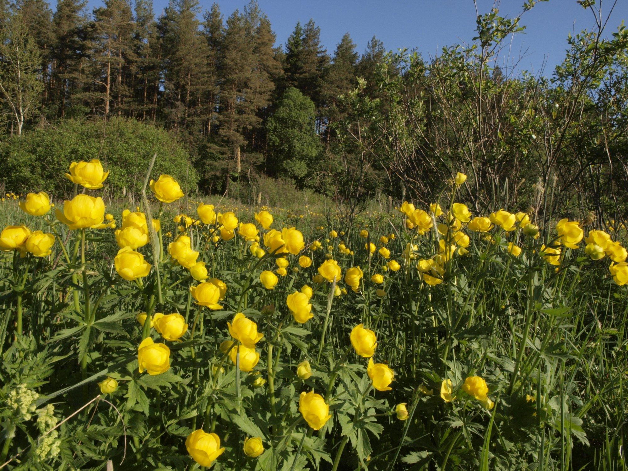 Kuldkollaseid kullerkuppe saab ka koduaias kasvatada, kui järgida neid nõuandeid