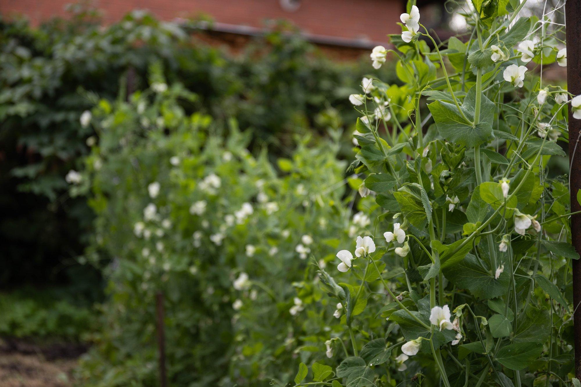 Hernes tahab keppi? See pole ainuke variant, siin on seitse võimalust herneste toestamiseks