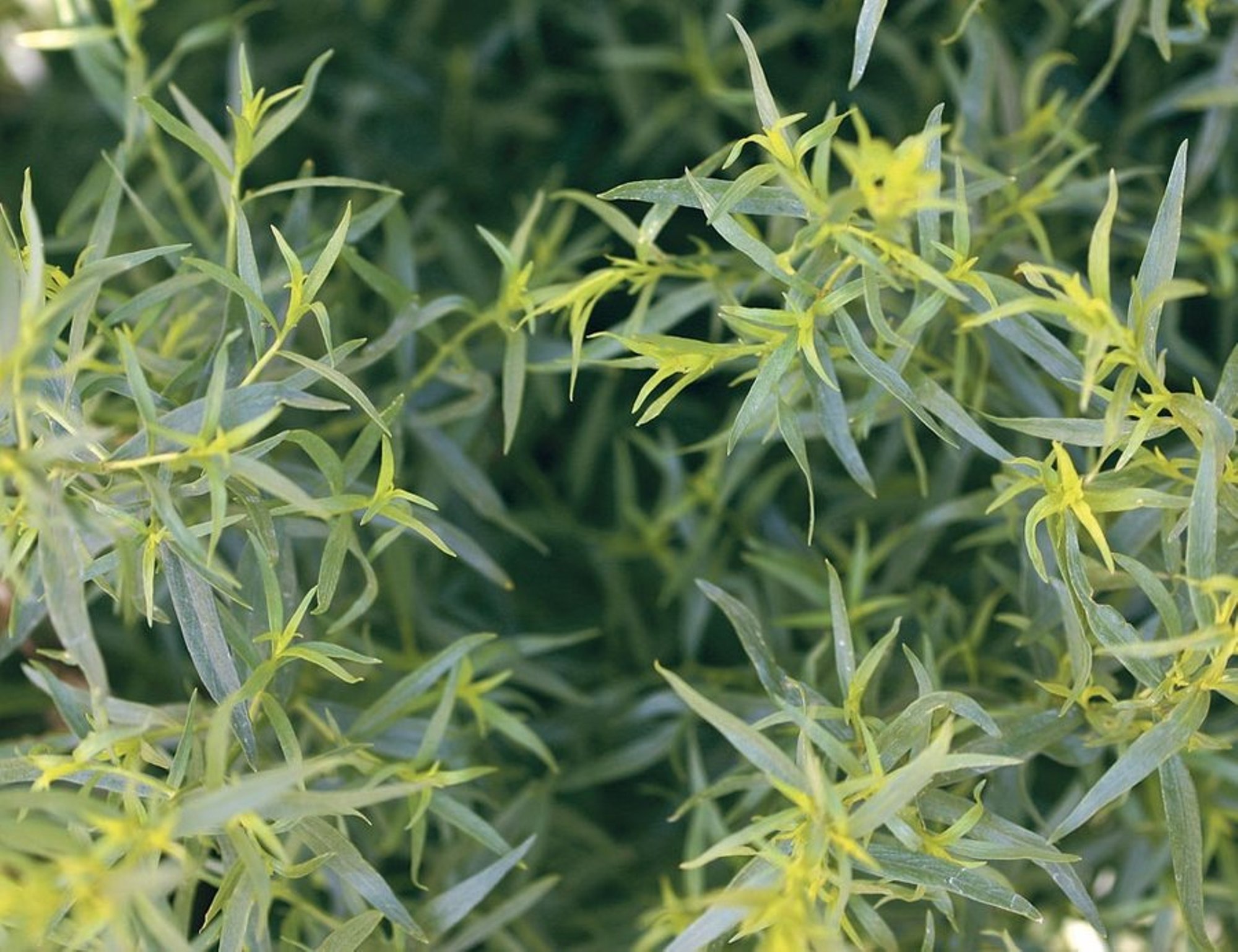 Estragonpuju prantsuse vorm on tõelise gurmaani jaoks, see on kerge aniisimaitsega ja magus