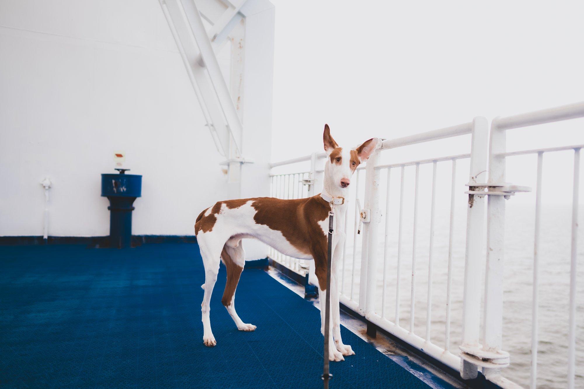 Vastik merehaigus pole ainult inimeste probleem. Mida teha, kui see tabab koera?