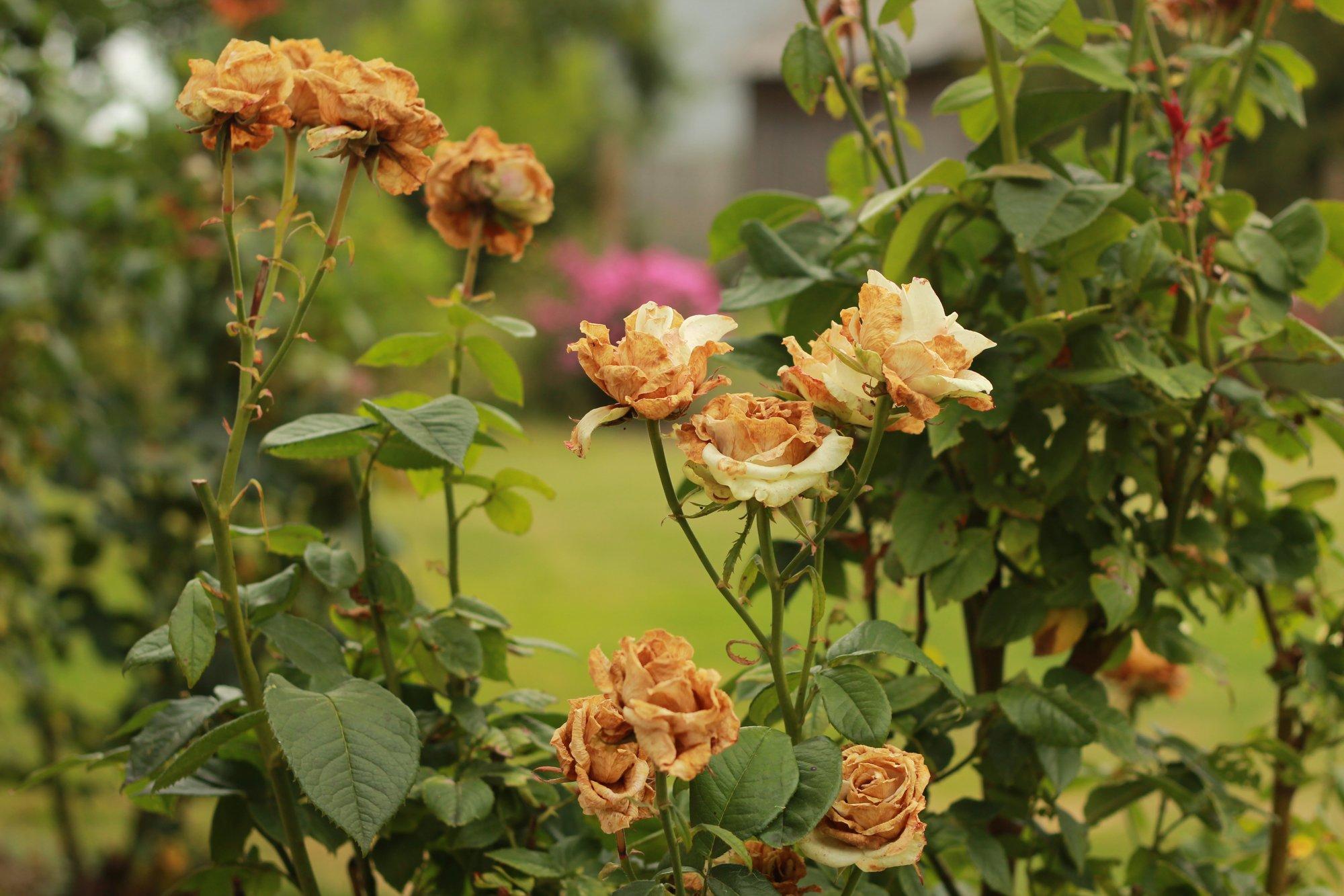 Rooside haigused ja kahjurid — kuidas ära tunda ja lahti saada