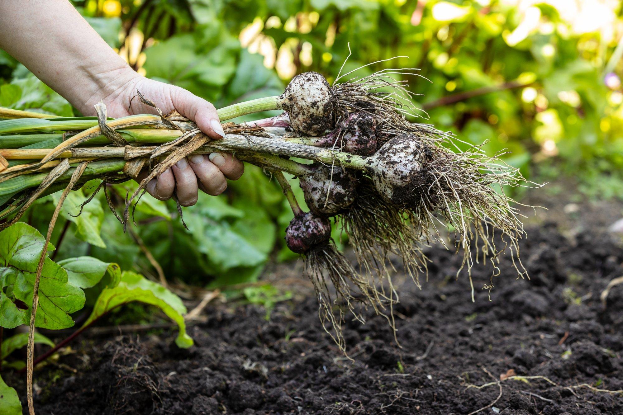 Millal koristada ja kuidas hoida küüslauku, et see säiliks terve talve?