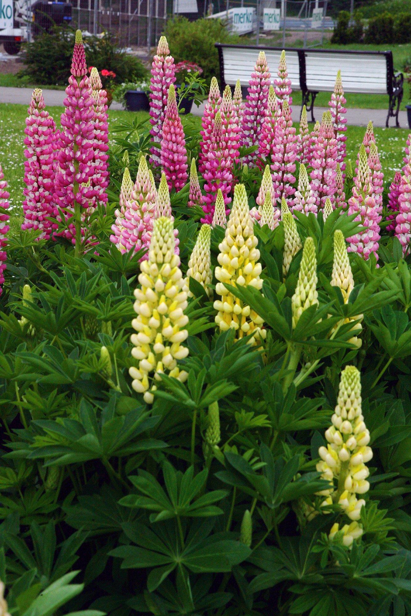 Põhjanaabrite juures lupiine hävitades saab teenida ligikaudu 20 eurot tunnis