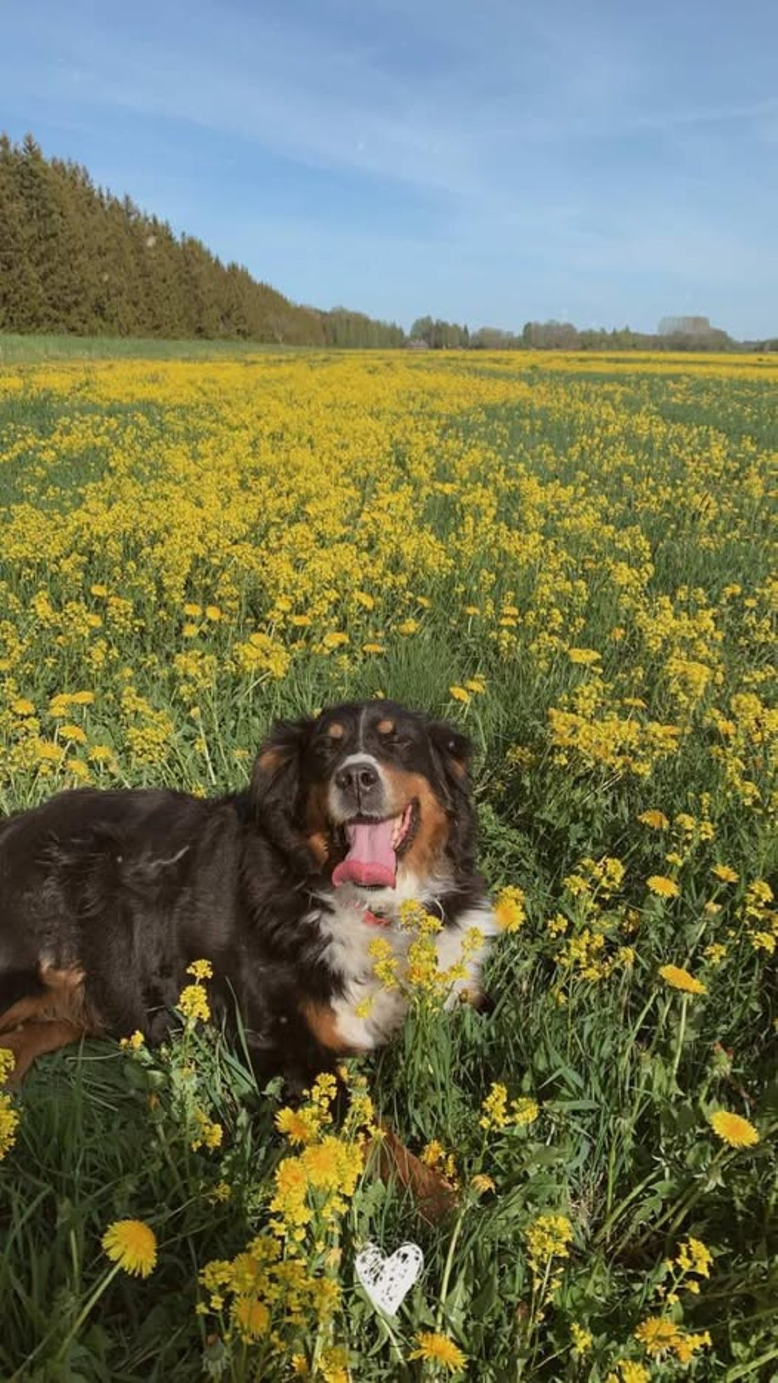 Segaduses koer eksis Pärnumaal rappa, omanik otsib teda tagajärjetult kümnendat päeva