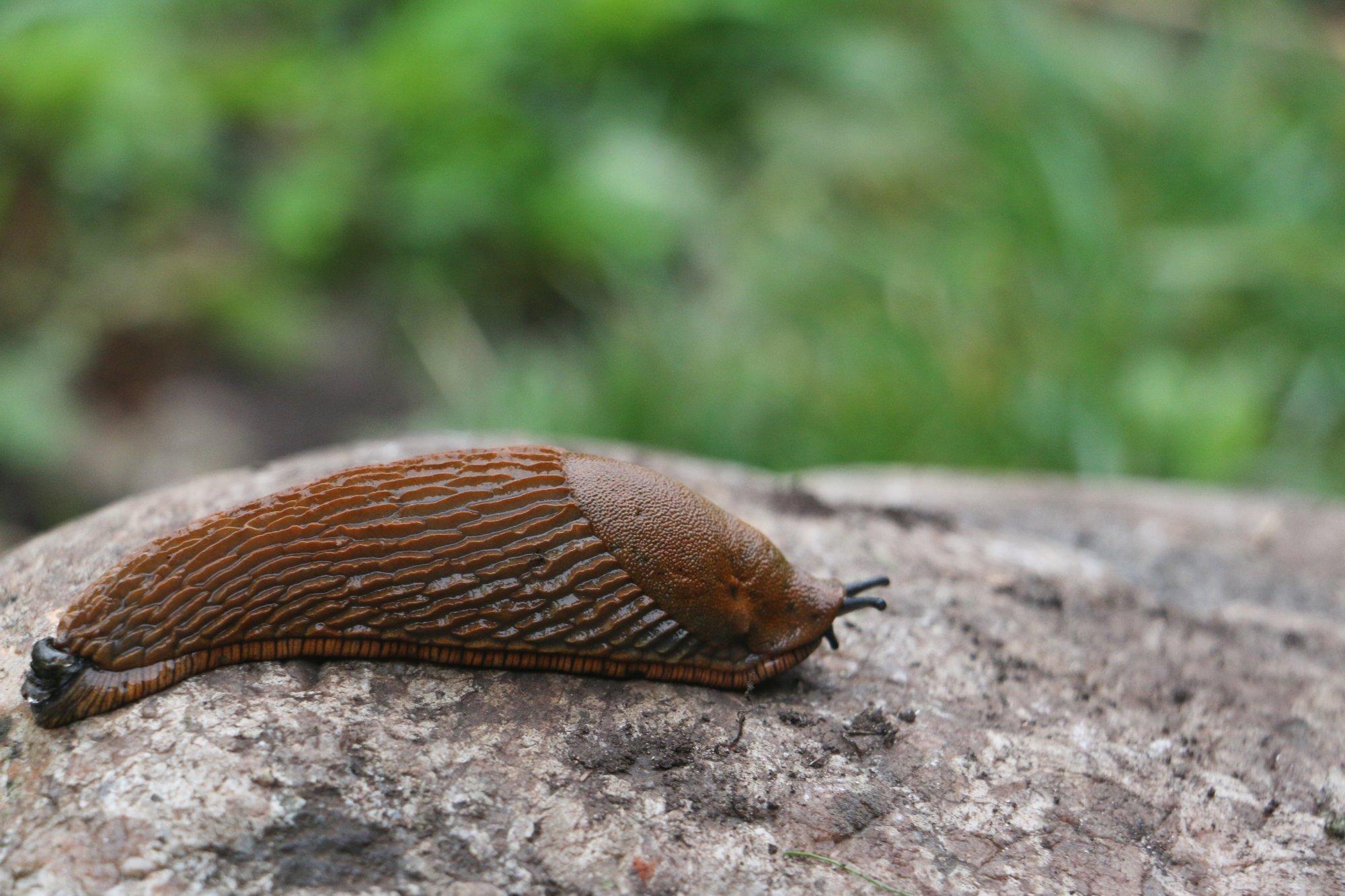 „Naabrid on täielikult põllupidamise lõpetanud.“ Eestlaste aedades on Lusitaania teetigusid rohkem kui kunagi varem