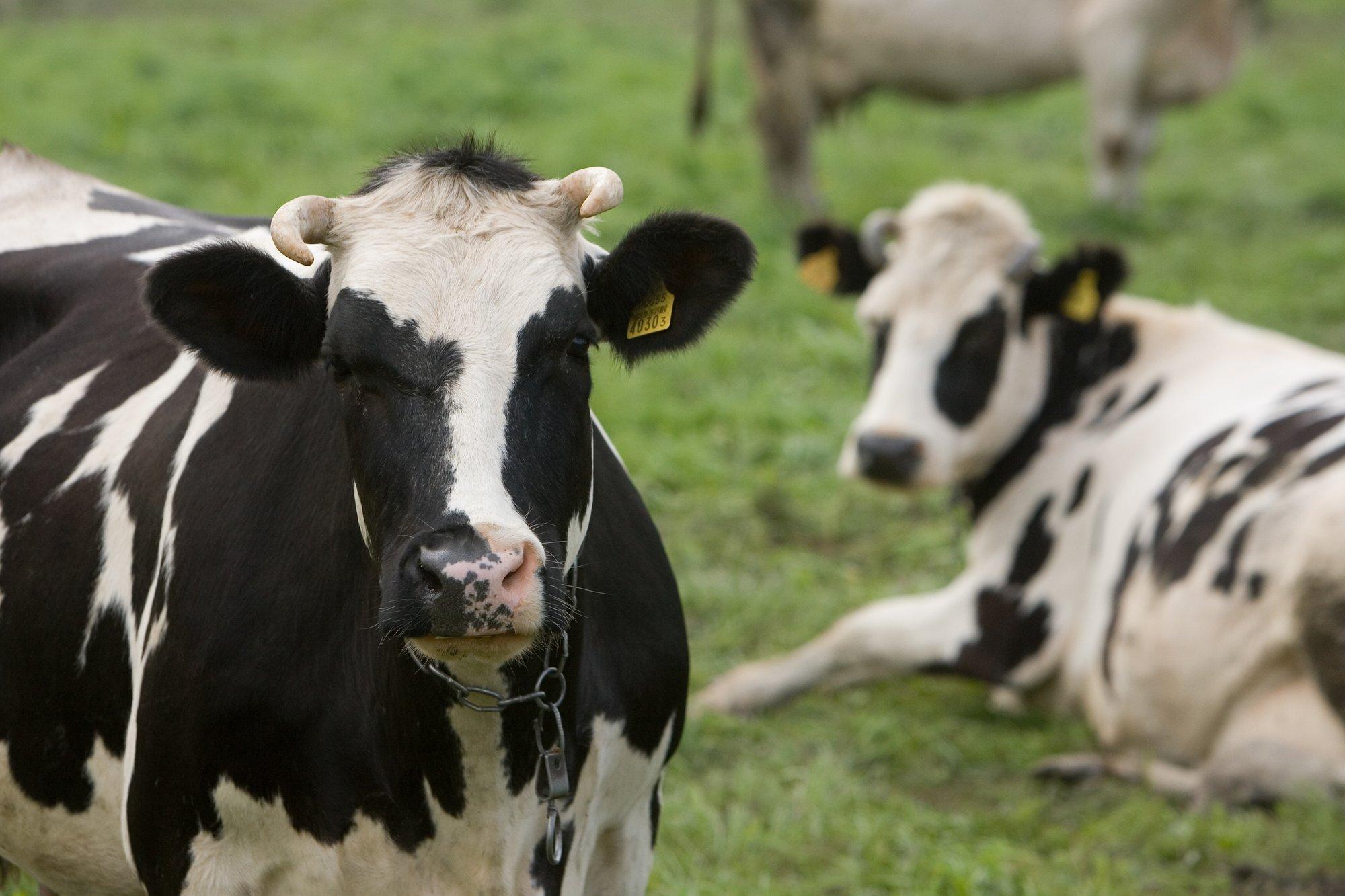 Kas lehmad hakkavad täna öösel rääkima? 7 loomadega seotud jaanipäevatava ja rahvapärimust
