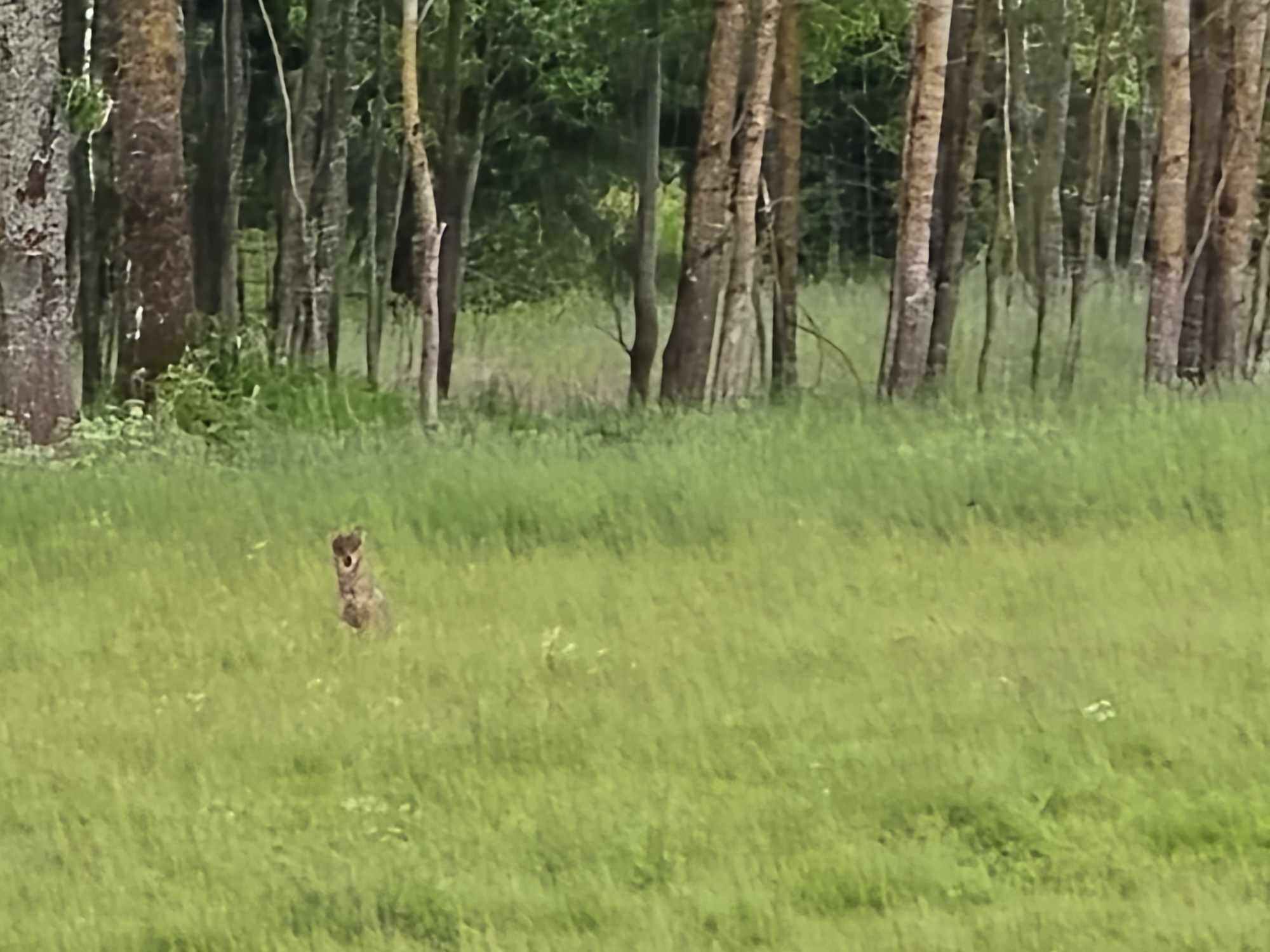 „Mis metskits, see ju hunt!“ Valgamaa rantšopidajaid ehmatas lehmade hulka pugenud hiiglaslik susi