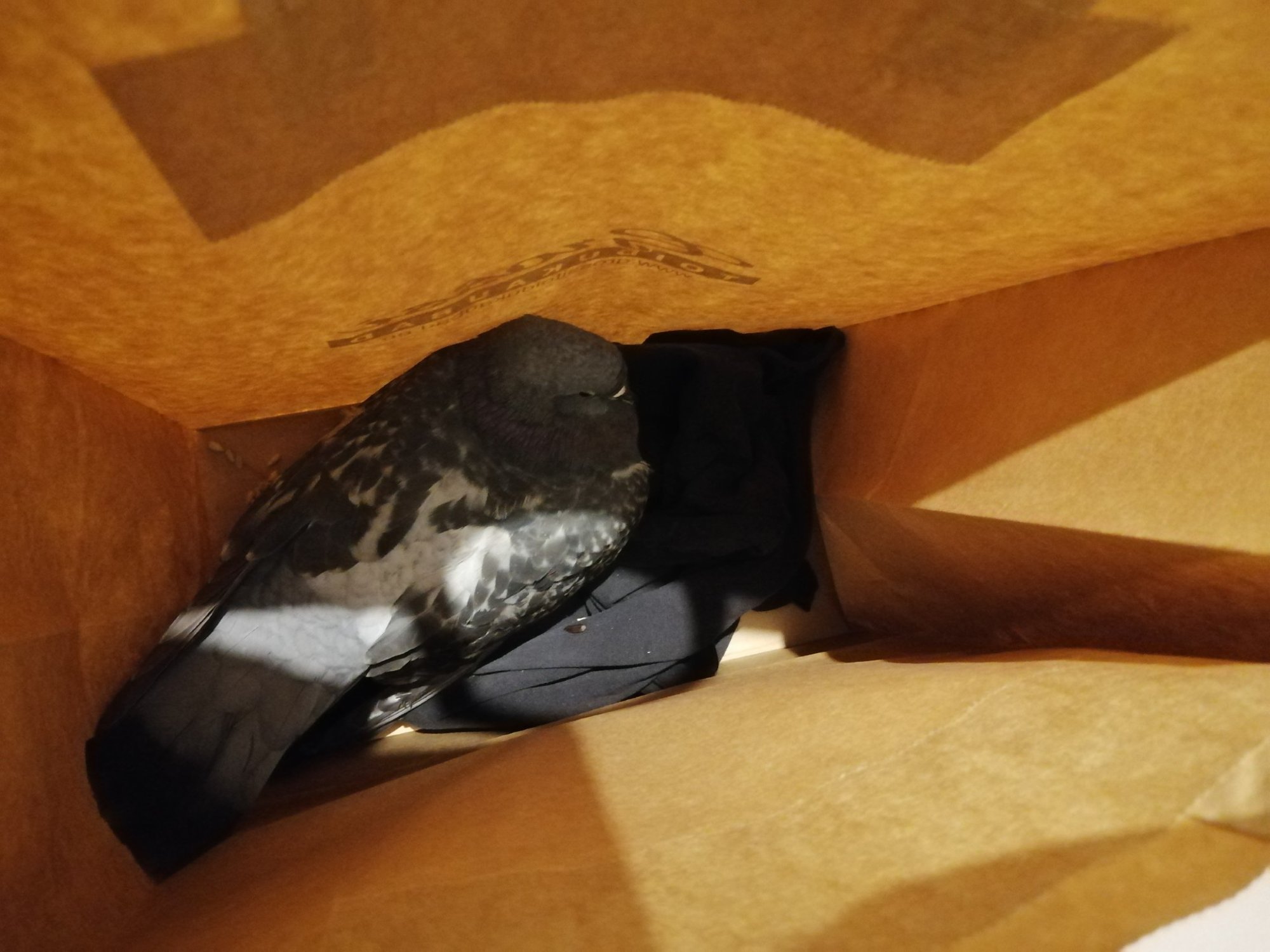 „Seisin keset linna, tuvi paberkotis!“ Tallinlannat nörritas kõige tavalisema linnu abita jätmine