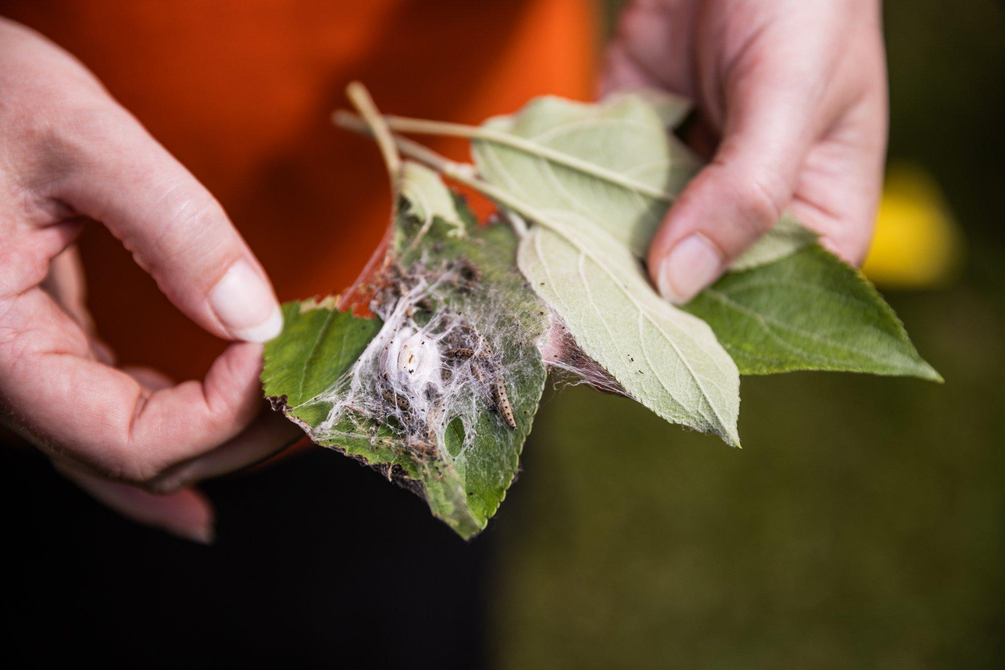 Kuidas ära tunda ja tõrjuda õunapuu-võrgendikoid?