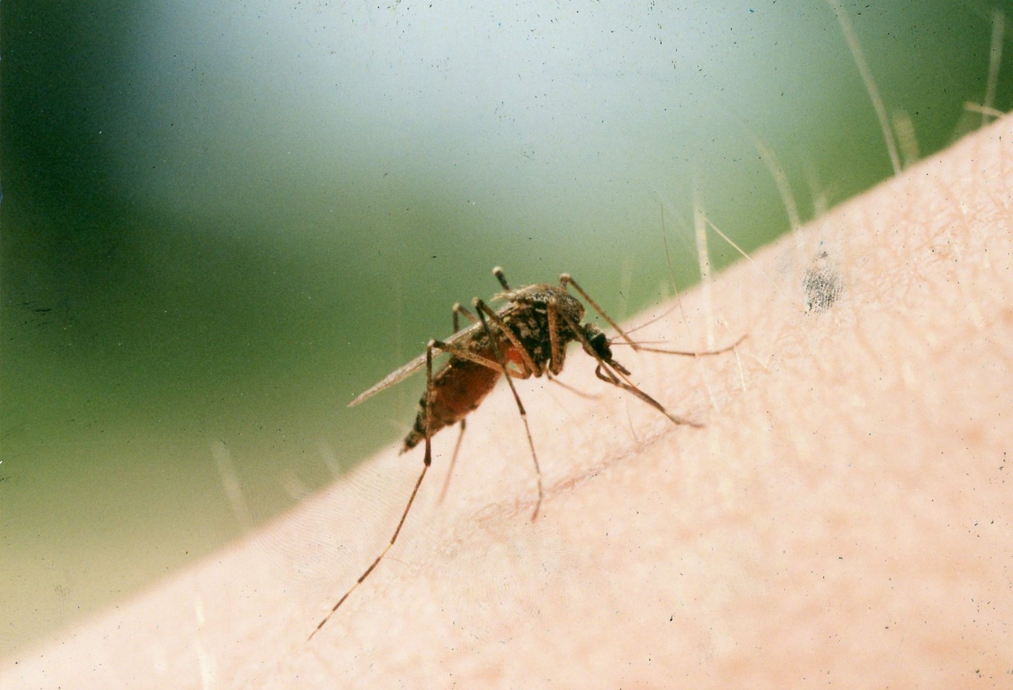 Kas Eestis on sääski liiga palju? Putukateadlane: tegelikult on tänavu eriti vaene putukate aasta