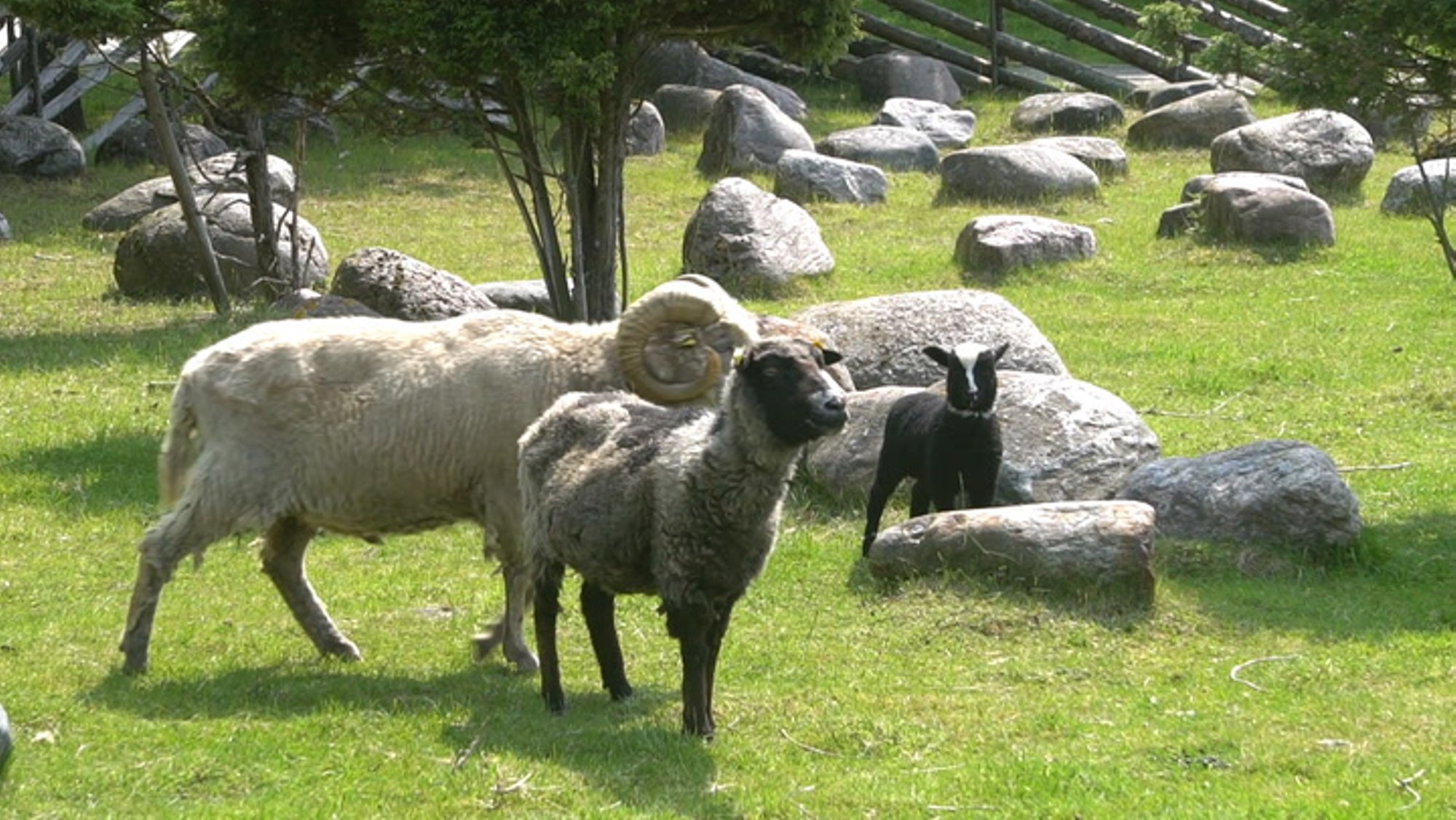 VIDEO | Leemetirahu, Dilona ja teised nunnud: need on Tallinna loomaaias tänavu sündinud loomabeebid!