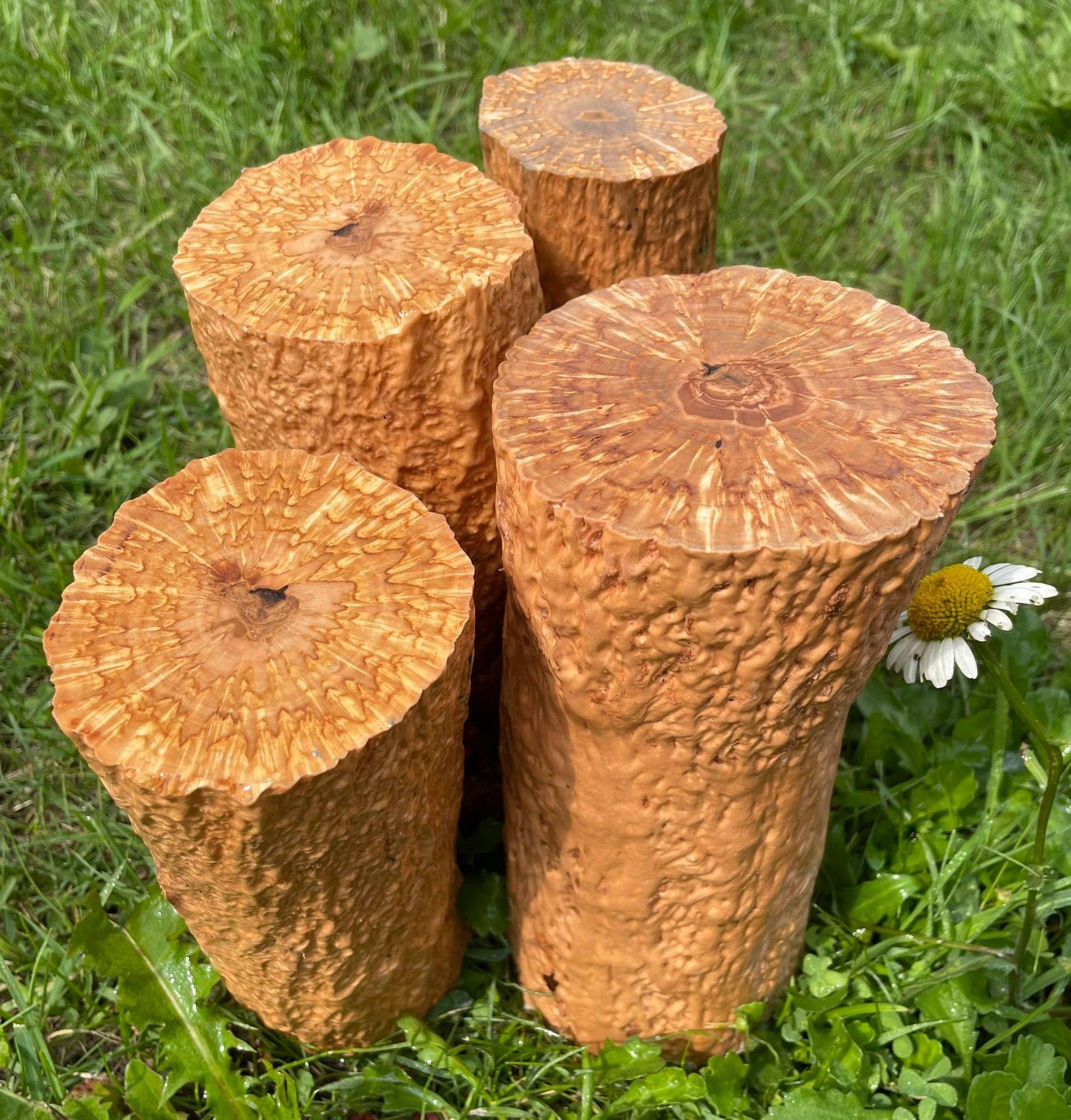 Eestis kasvab üks erakordne puu, mis vallutab maailma väärispuiduturgu