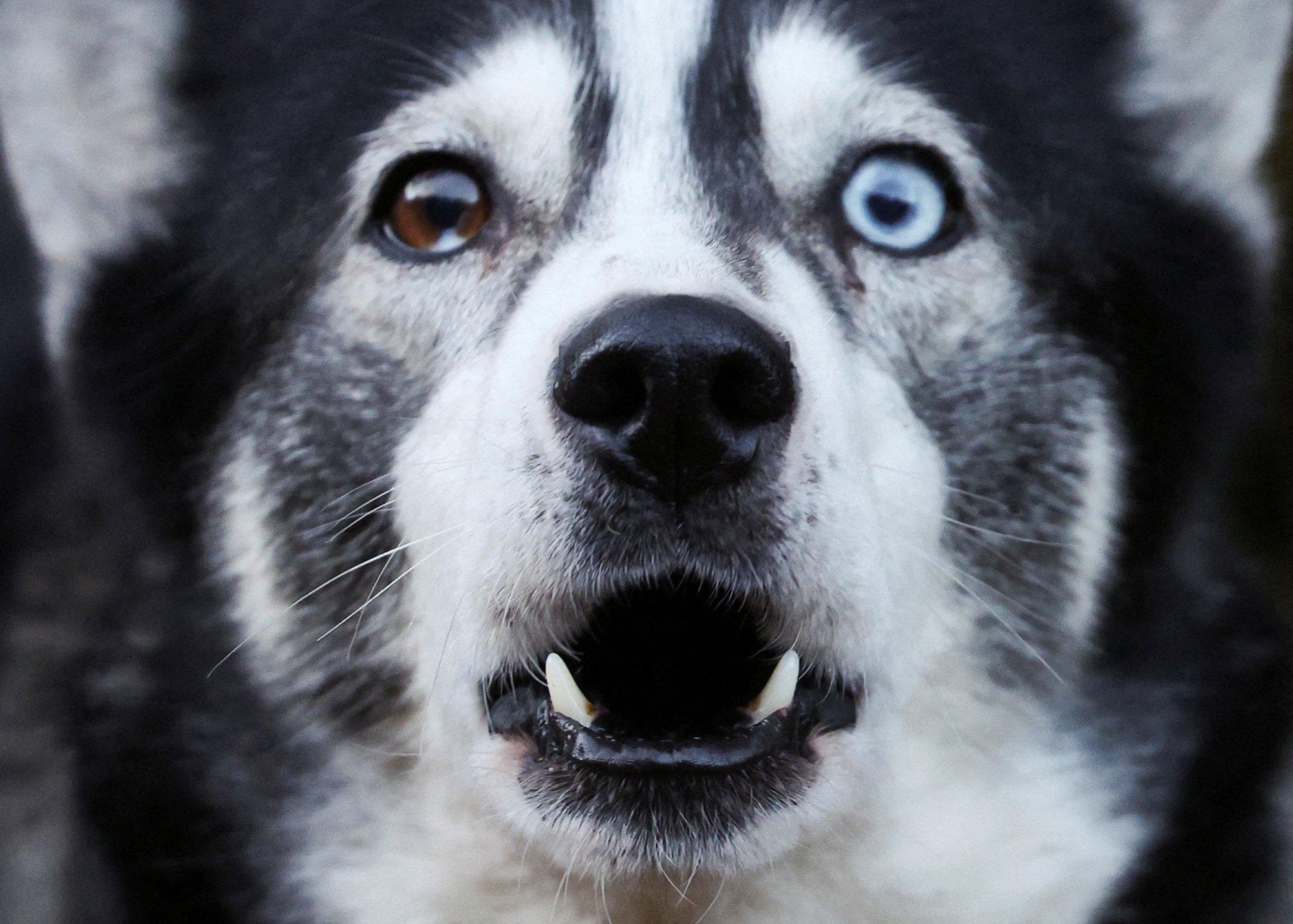 „Järgmisel korral kanna pipragaasi kaasas!“ Koeralt pureda saanud tallinlanna ei leia õigust kohtust ega õiguskantsleriltki