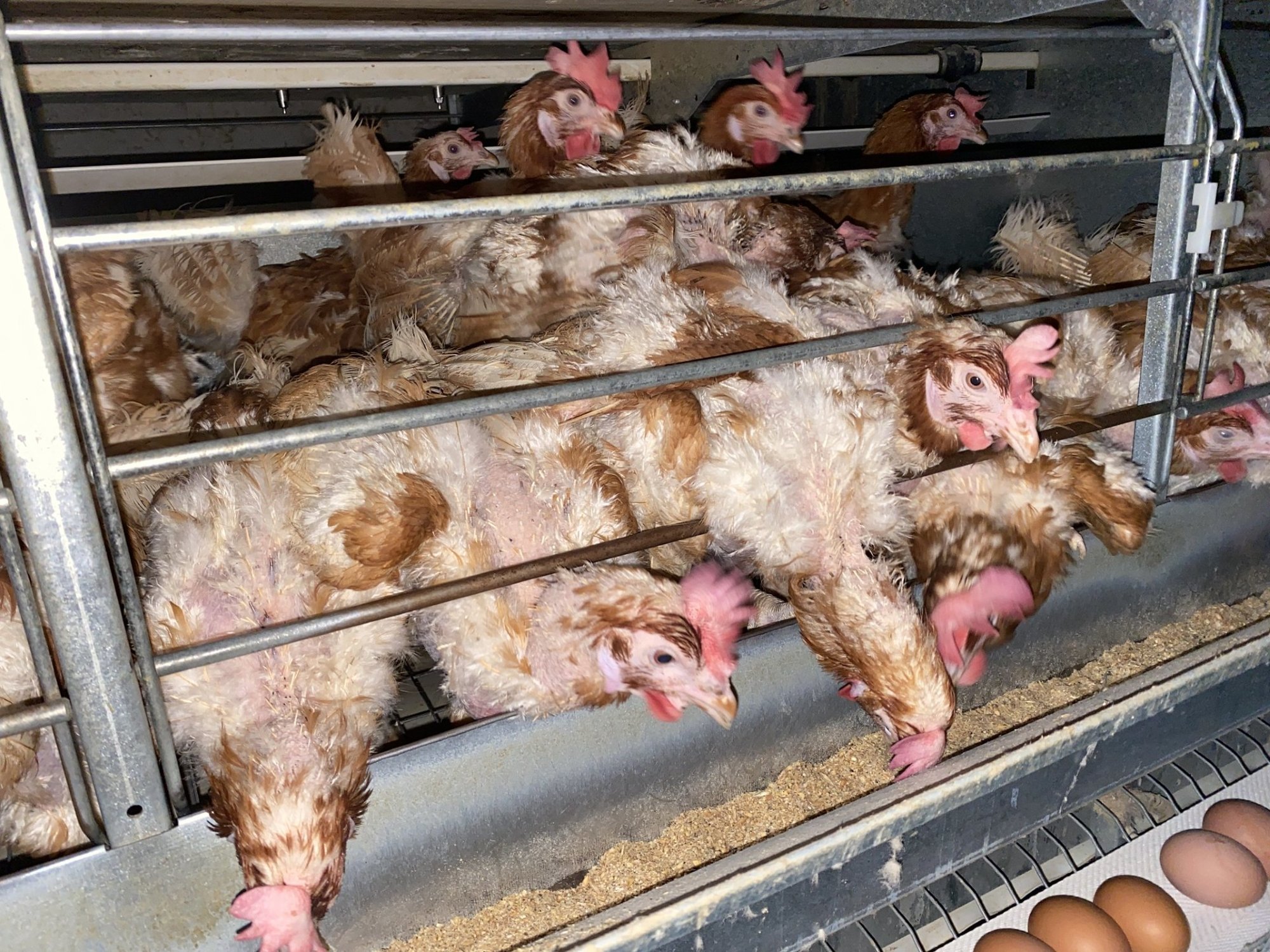 „Ühiskond ei vaja keelde ja käske!“ Poliitikud otsustasid kanad munatootjate rõõmuks puuridesse jätta