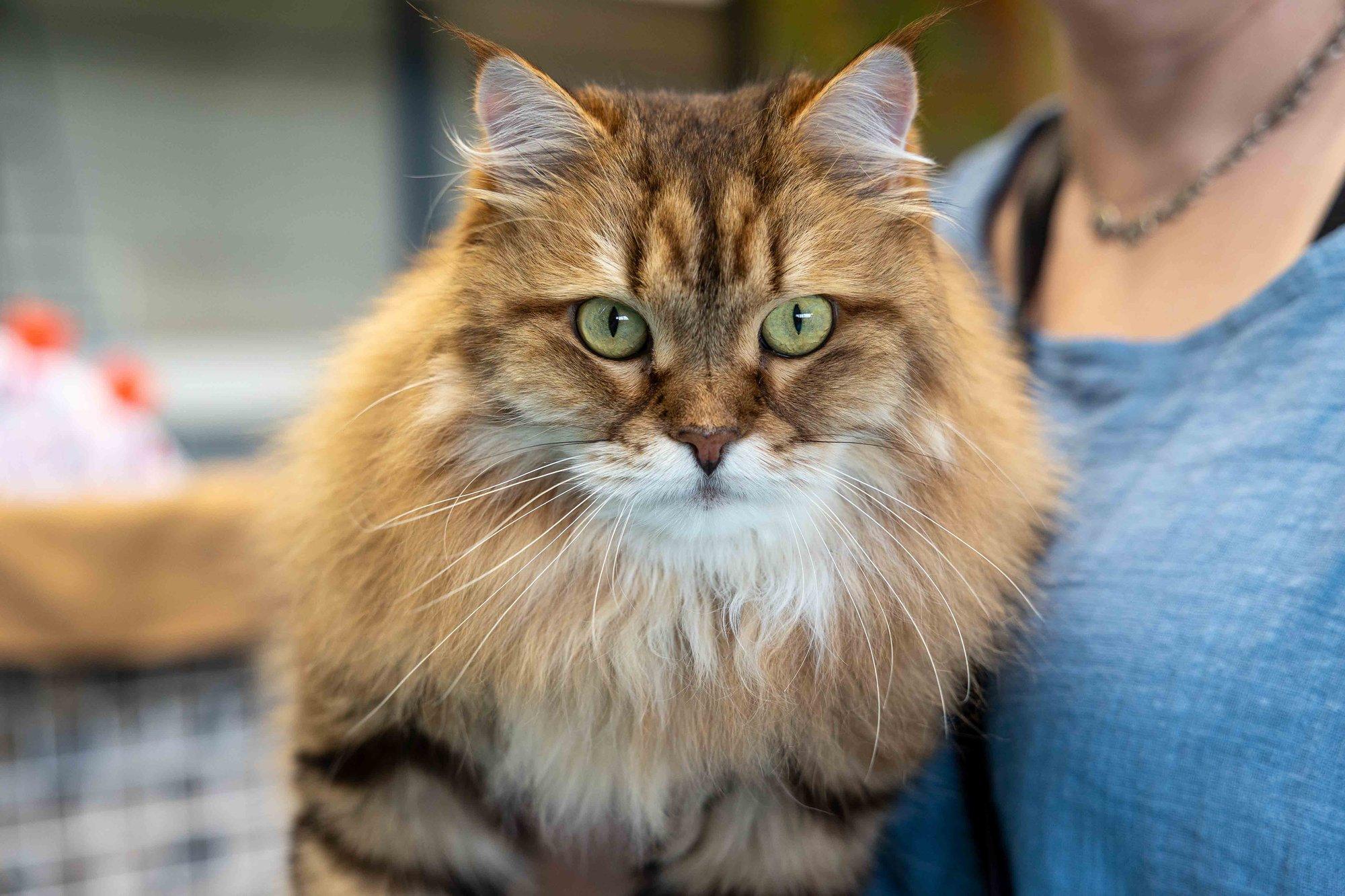 SUUR KASSIGALERII | Tallinn täitus sadade imeliste ja müstiliste vurrukandjatega