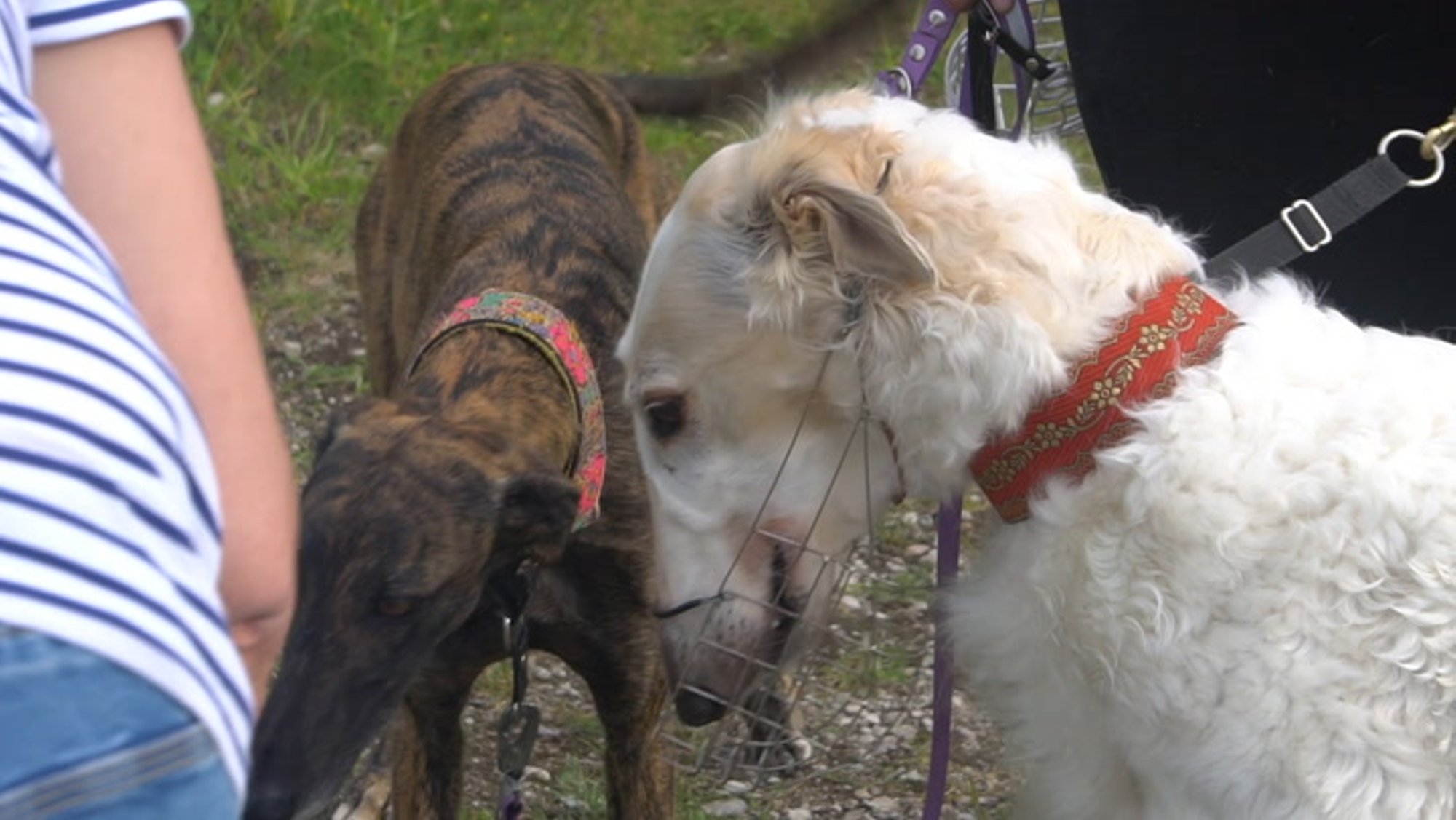 VIDEO | Plastikust jänes paneb neljajalgsed sprinterid lippama üle 50 kilomeetrise tunnikiirusega