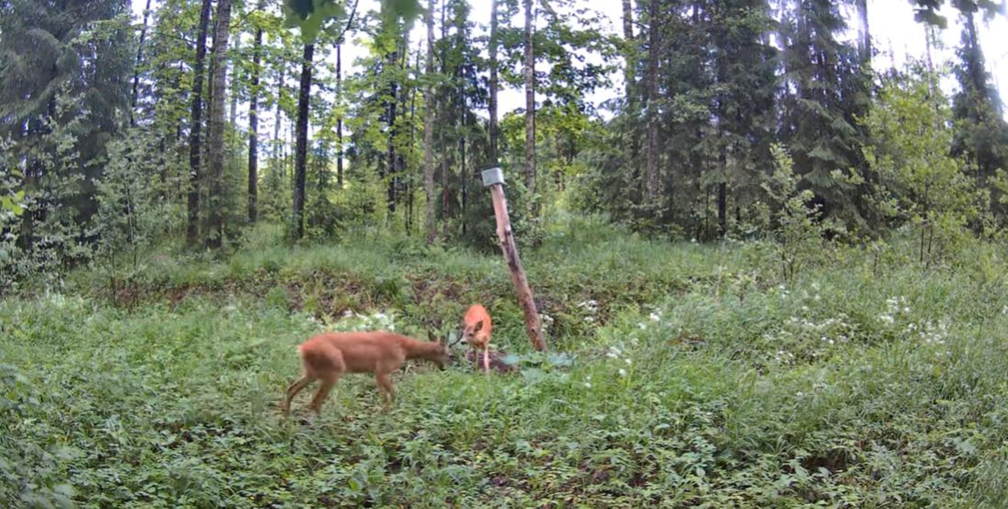 VIDEO | Pärnumaal jäädvustas rajakaamera kahe metskitse lõbusa mängu
