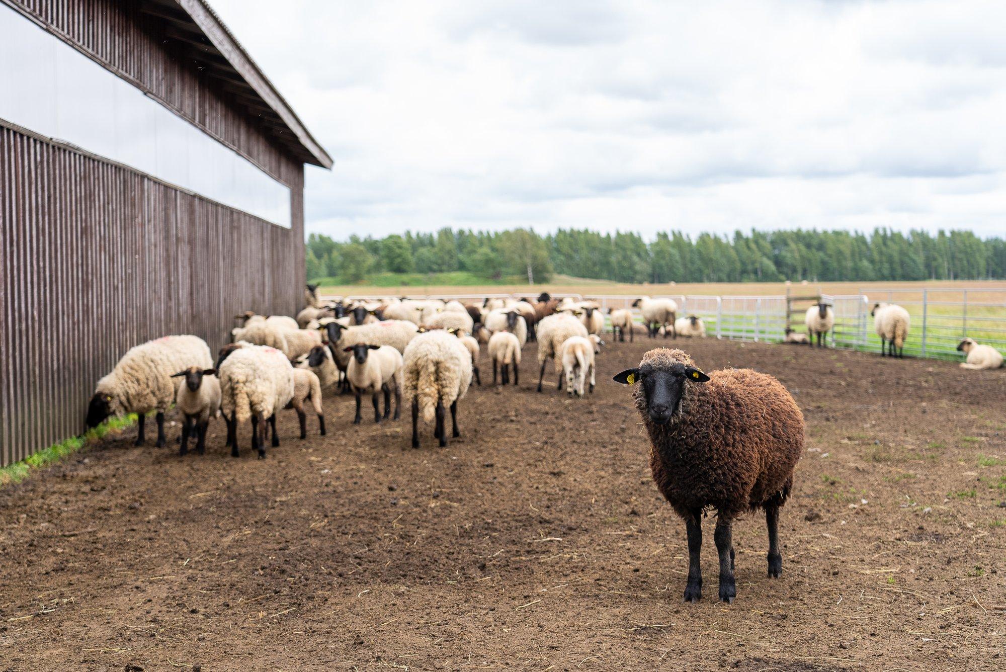 „Iga aasta läheb aina hullemaks.’’ Lambakasvatajad tunnevad end uue hüvitissüsteemiga nurka surutuna