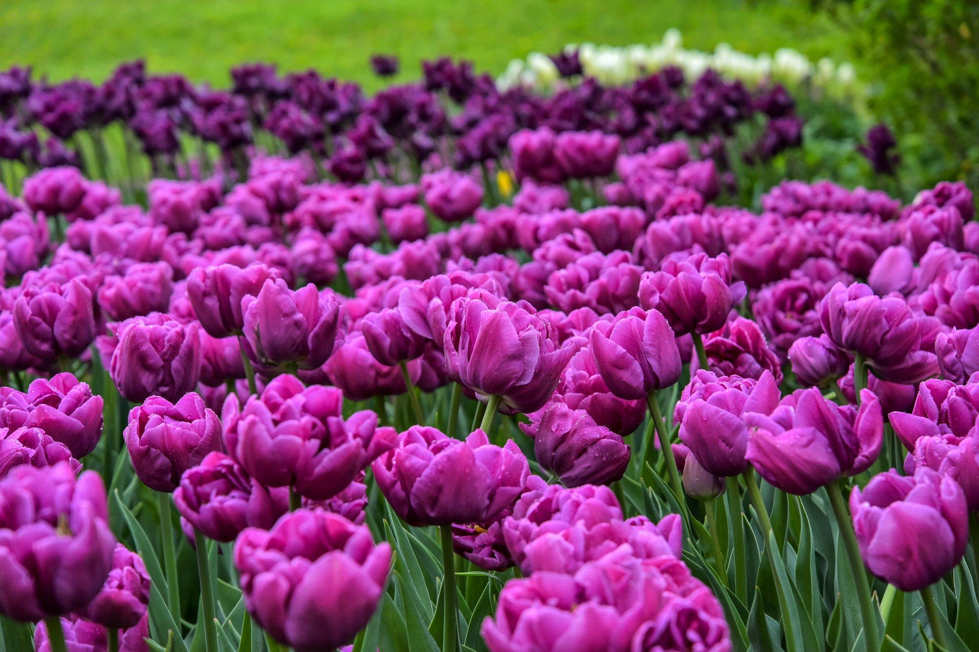 Kas ära õitsenud sibullillede pealsed peaks maha lõikama ja sibulad välja kaevama?