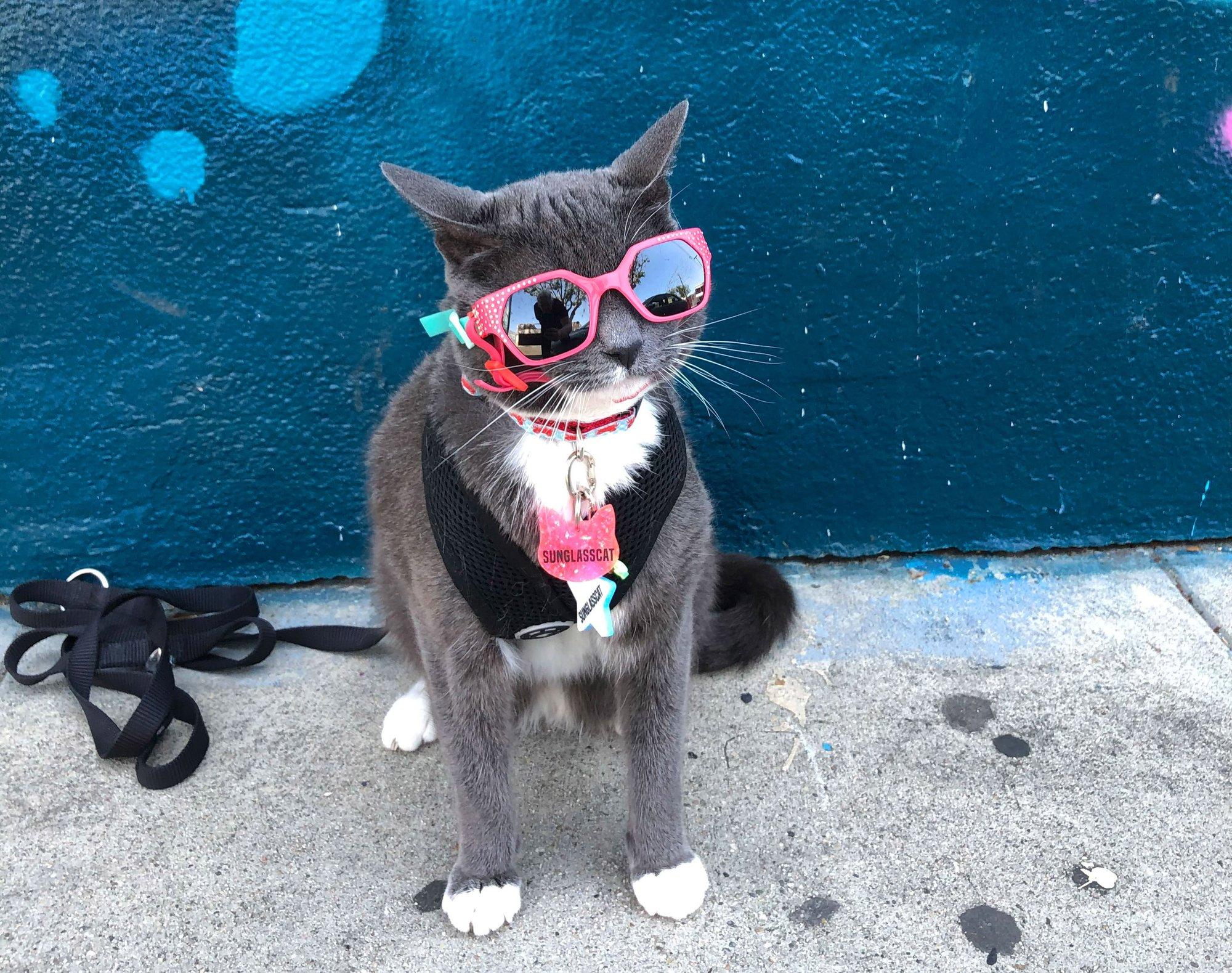 Pärnu otsib superstaari! Vajatakse kassi, kes õnnistaks sisse kauaoodatud uue silla