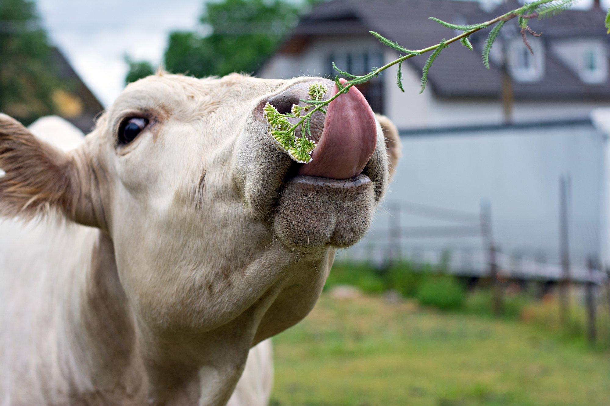 Eestimaa lehmad tänavu nälga ei jää