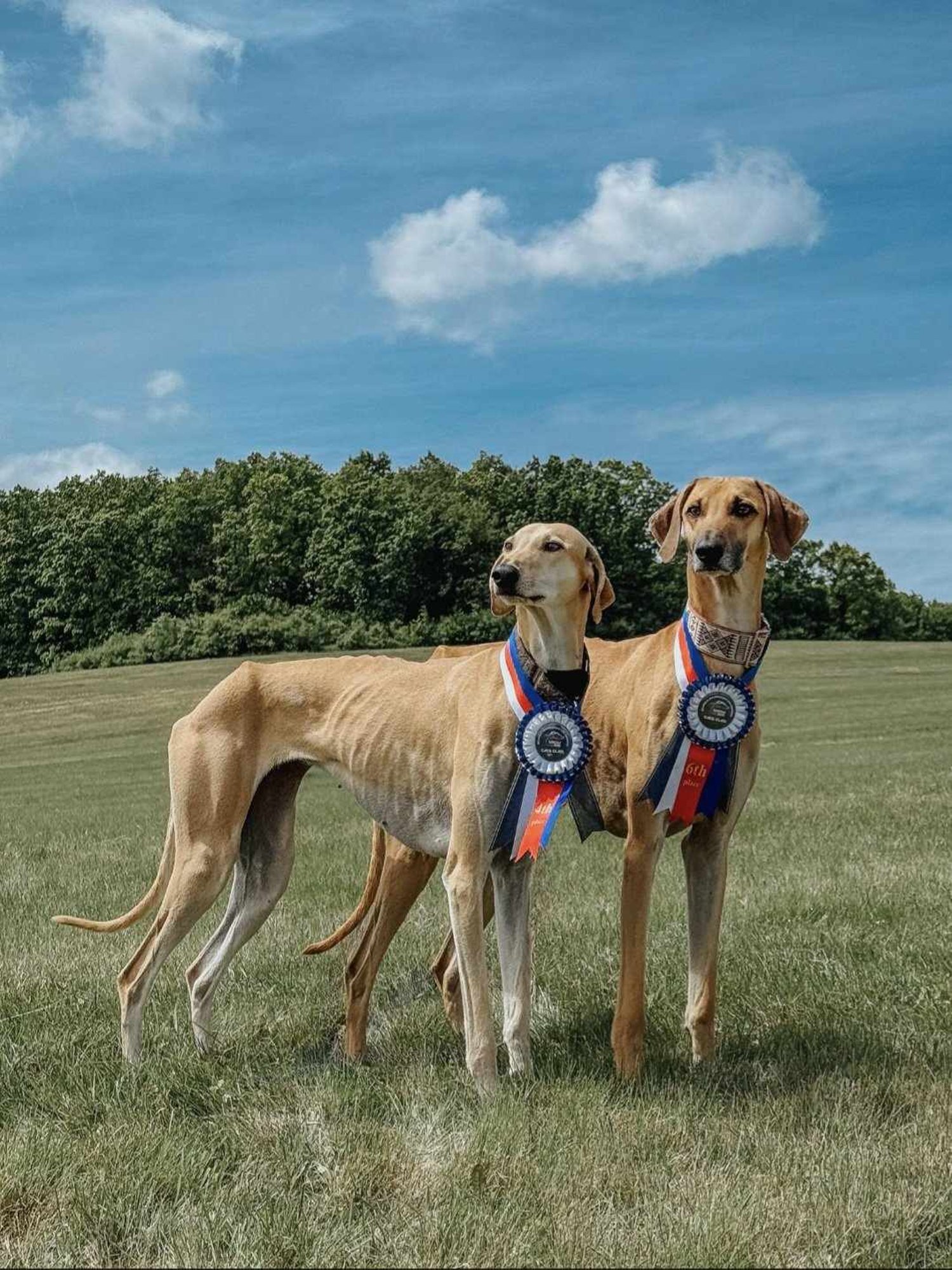 Kiiremad kui tuul! Eesti neljajalgsed jooksjad pääsesid Tšehhi võistlustel poodiumile
